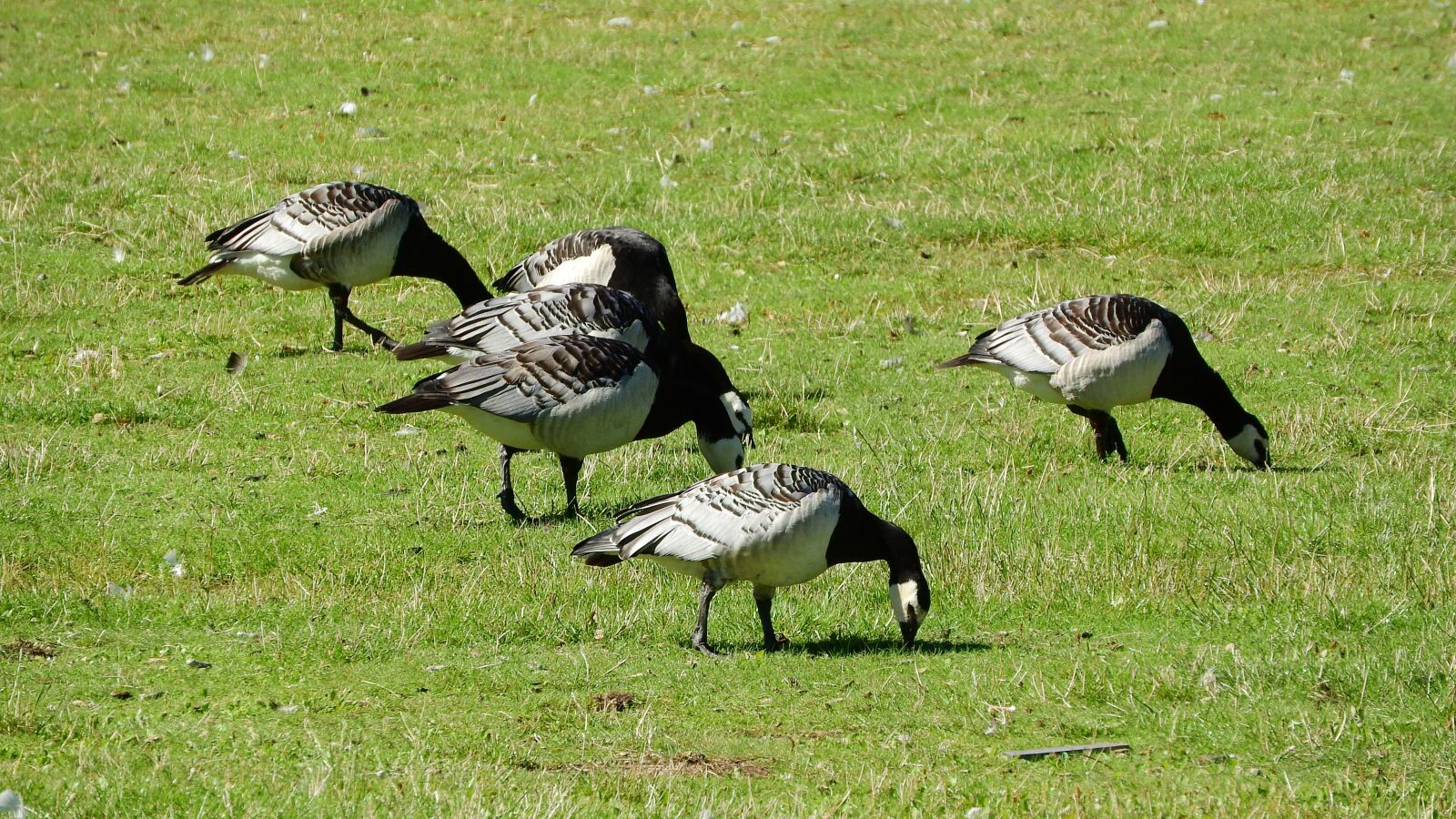 Nikon Coolpix P610 sample photo. Canada goose, branta leucopsis photography