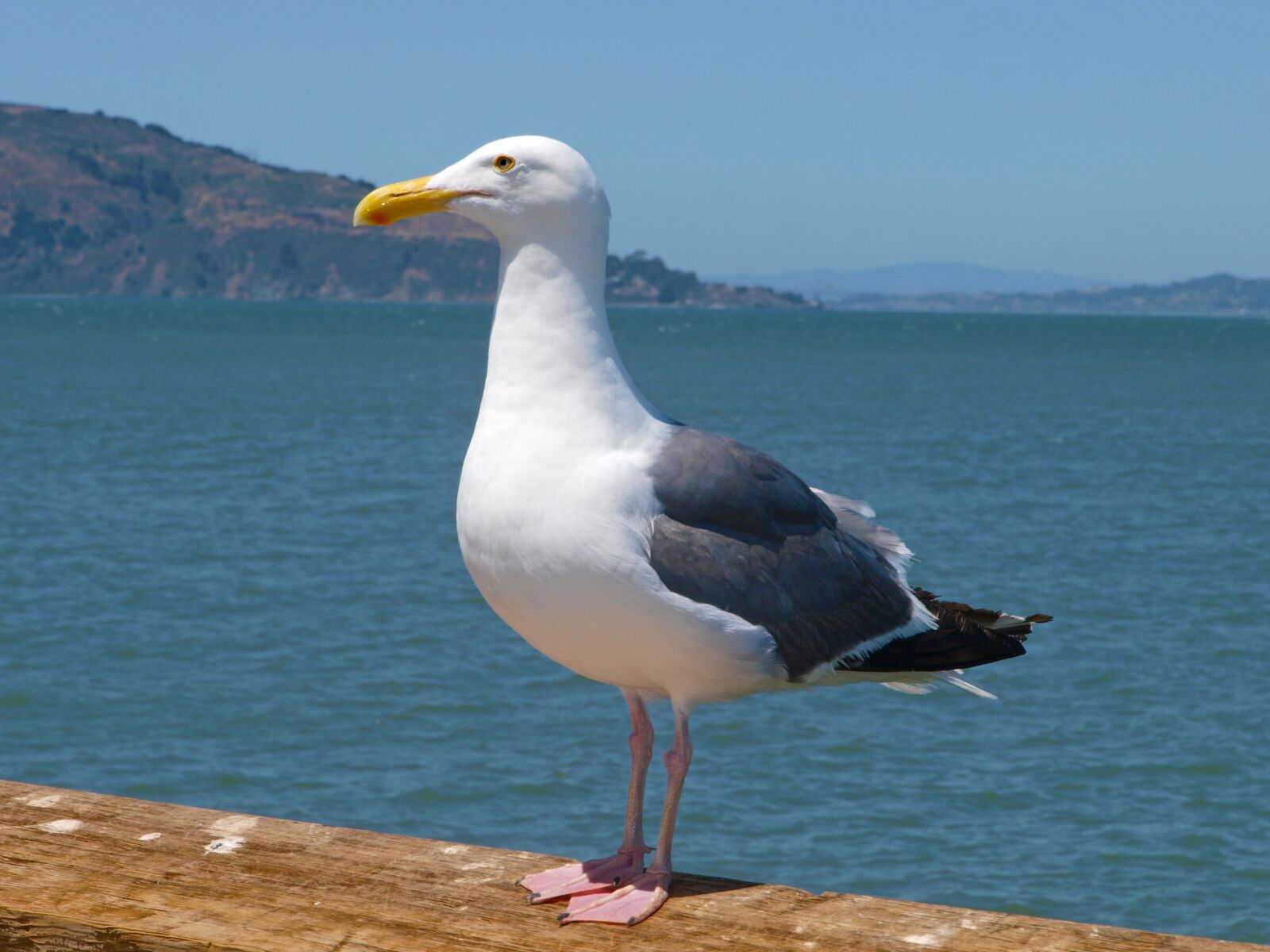 Olympus E-3 sample photo. Sea, water, bird photography