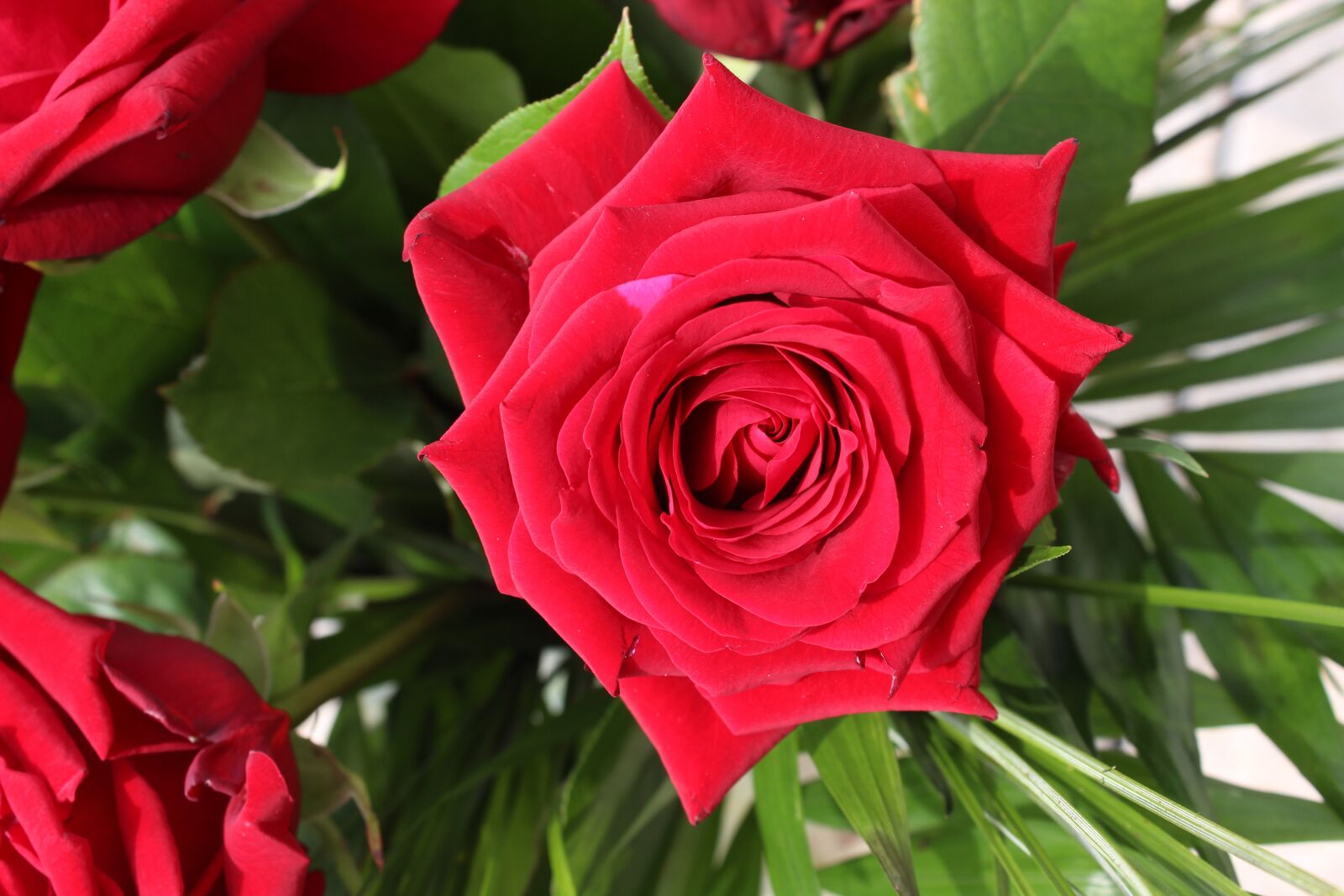 Canon EOS 600D (Rebel EOS T3i / EOS Kiss X5) sample photo. Rose, green, red photography