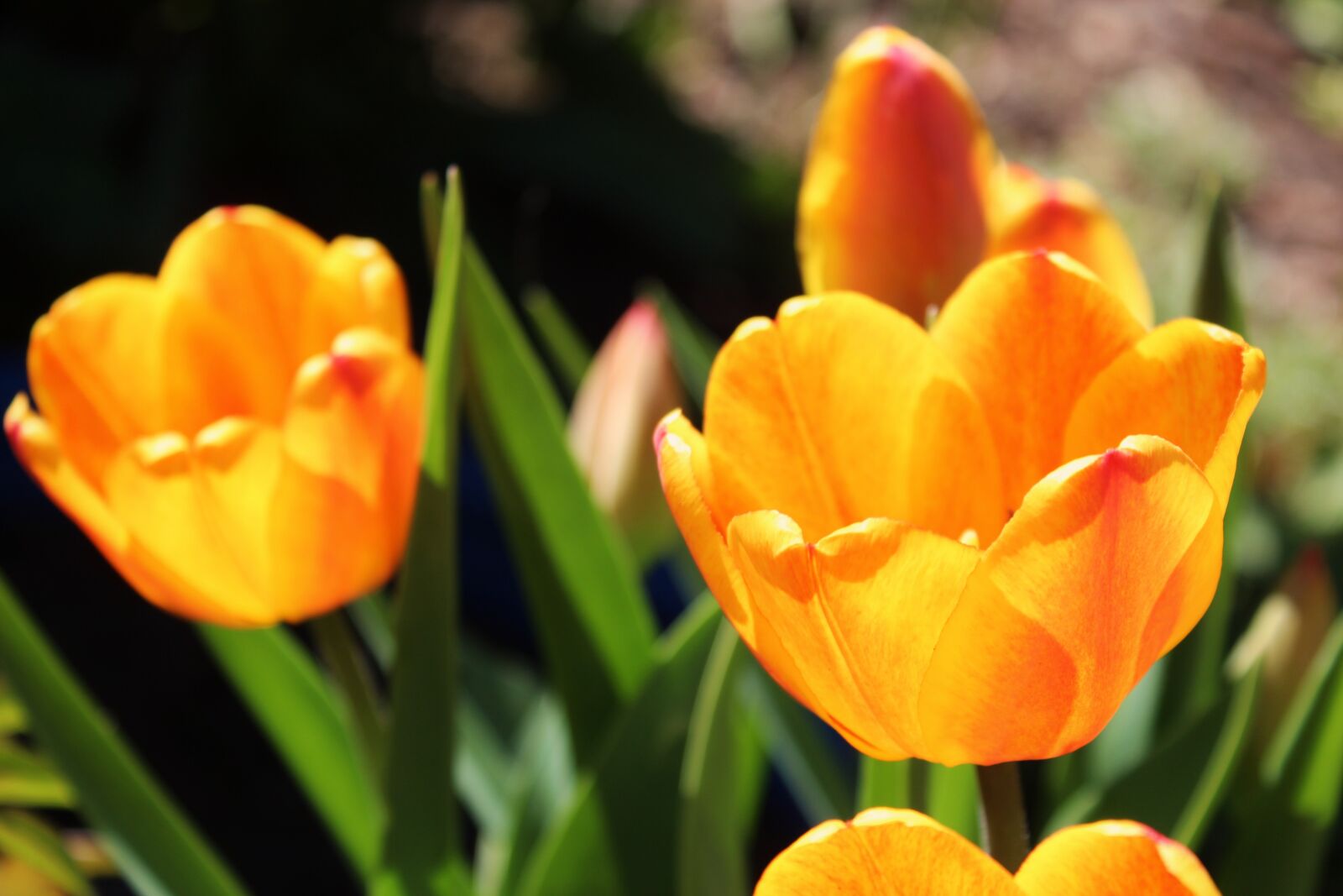 Canon EOS 1300D (EOS Rebel T6 / EOS Kiss X80) sample photo. Tulip, tulips, flower photography