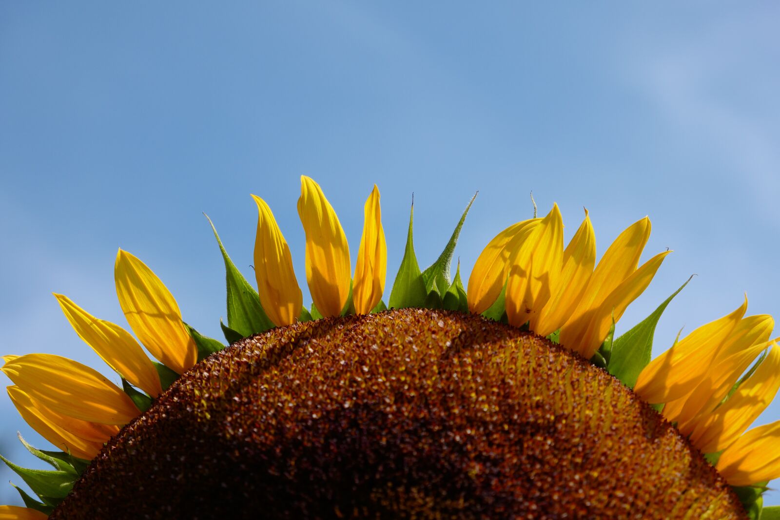 Leica CL sample photo. Sunflower, yellow, summer photography