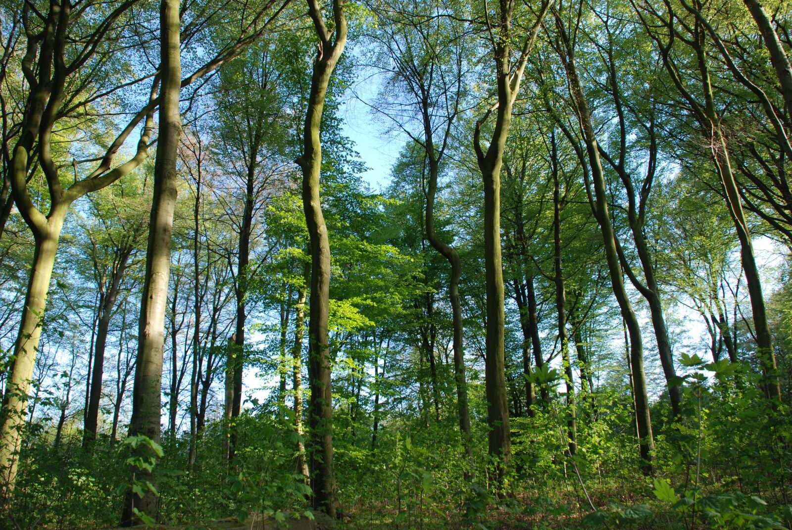 Nikon D80 sample photo. Forest, light, tree photography