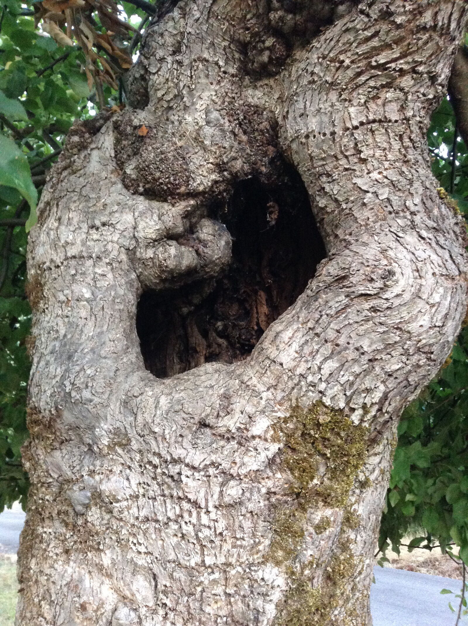 Apple iPod touch sample photo. Old, tree photography