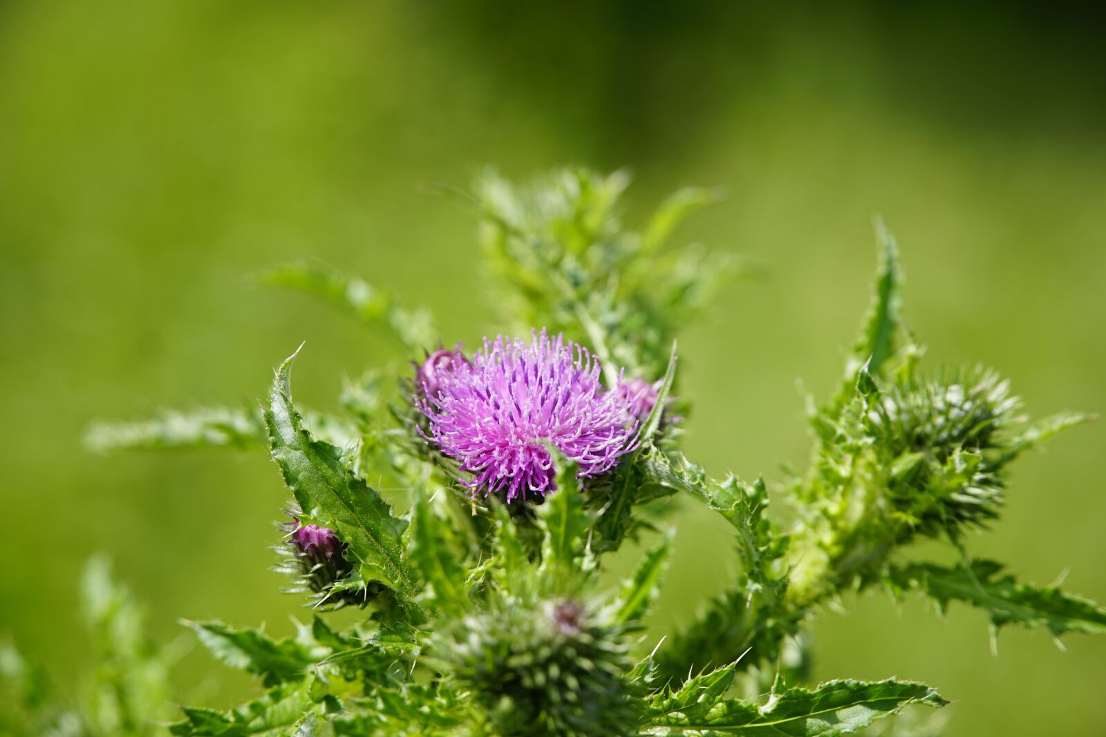 Sony a7R II + Sony E PZ 18-105mm F4 G OSS sample photo. Thistle, flower, violet photography