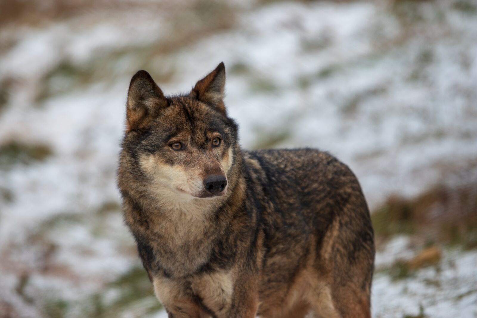 Canon EOS 6D Mark II sample photo. Wolf, close up, nature photography