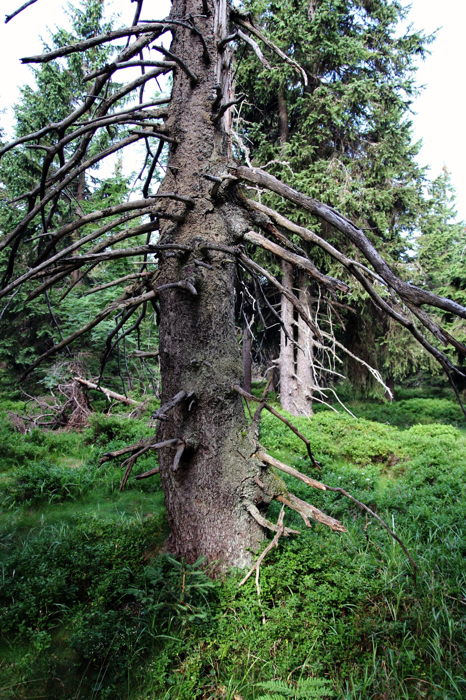 Canon EOS 550D (EOS Rebel T2i / EOS Kiss X4) sample photo. Tree, forest, spruce photography