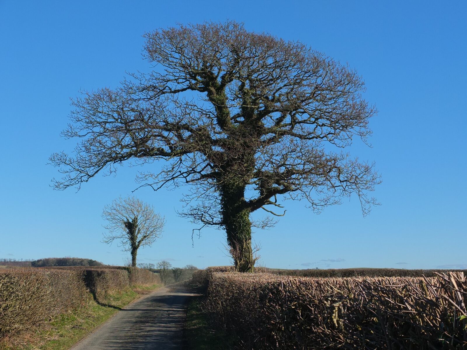 Fujifilm X10 sample photo. Tree, ivy, nature photography