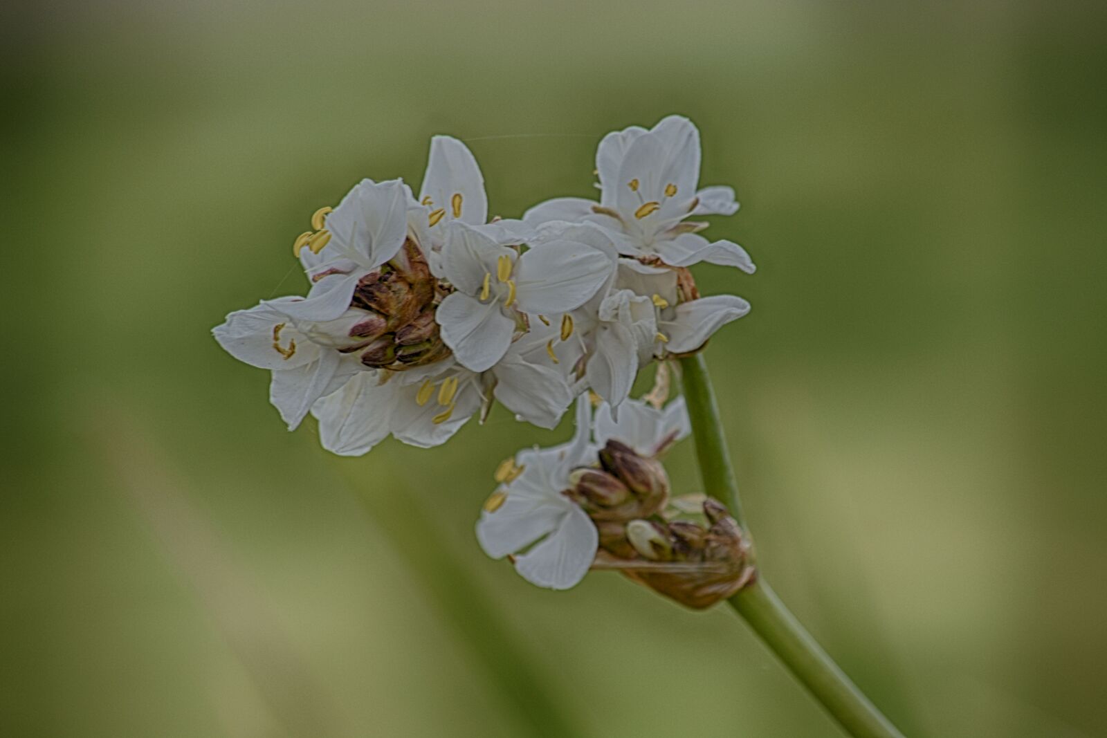 Nikon D5200 sample photo. Botanique, fleurs, blanches, flore photography