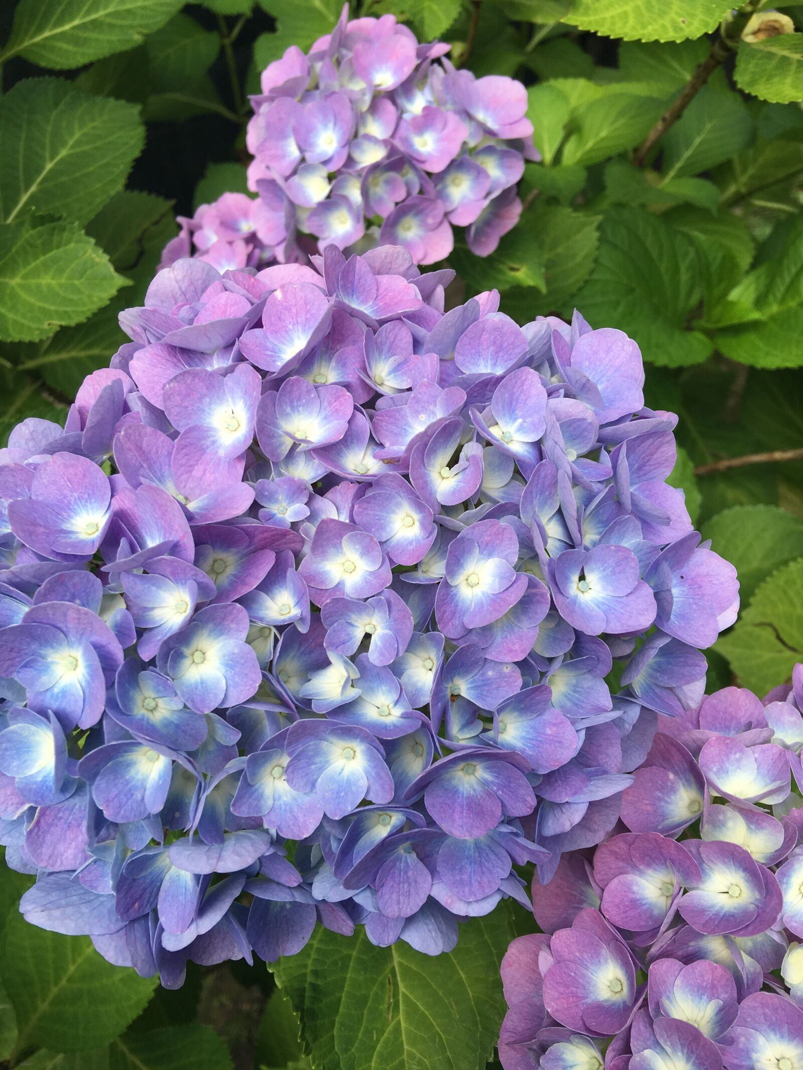Apple iPhone 6s Plus sample photo. Hydrangea, nature, flower photography