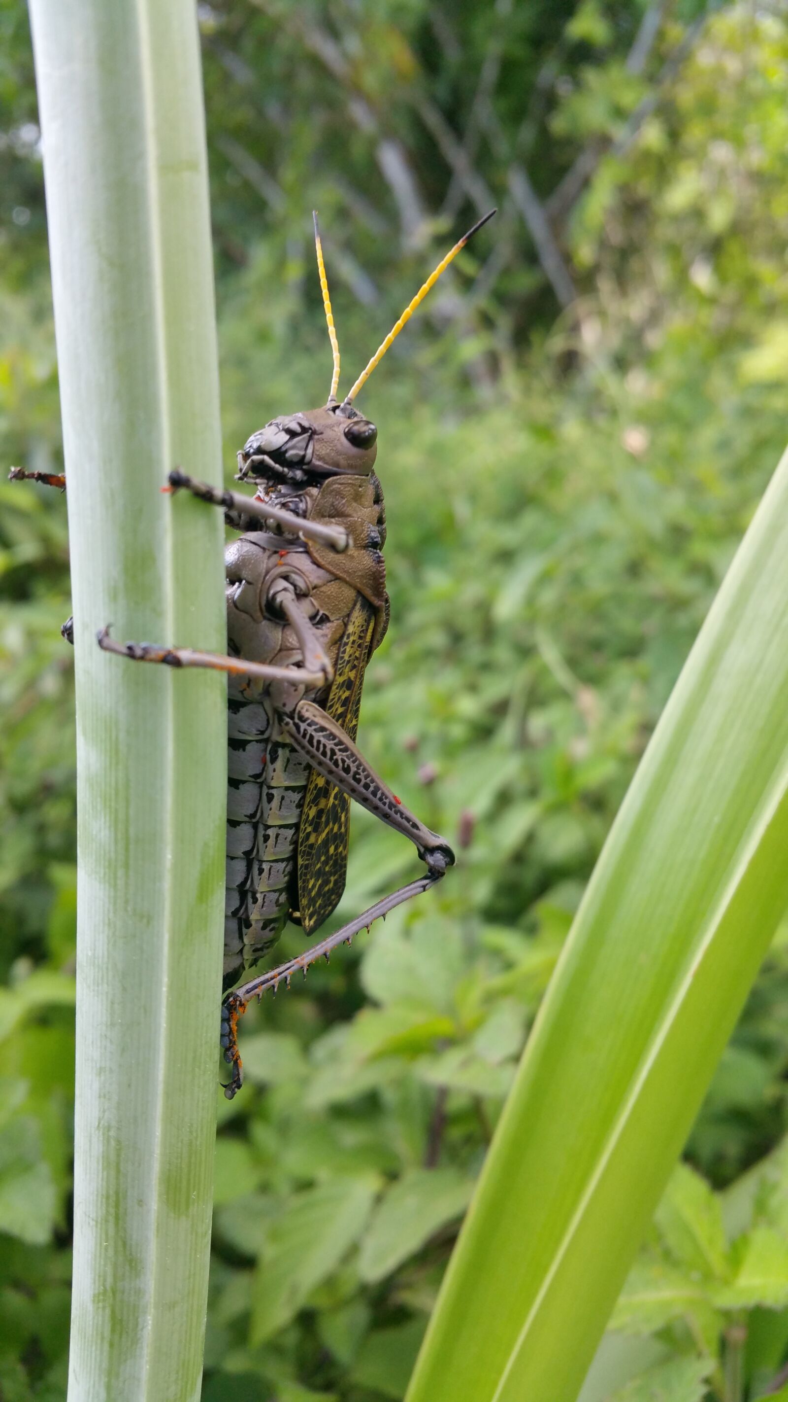 Samsung Galaxy Note4 sample photo. Cricket, insect, brown photography