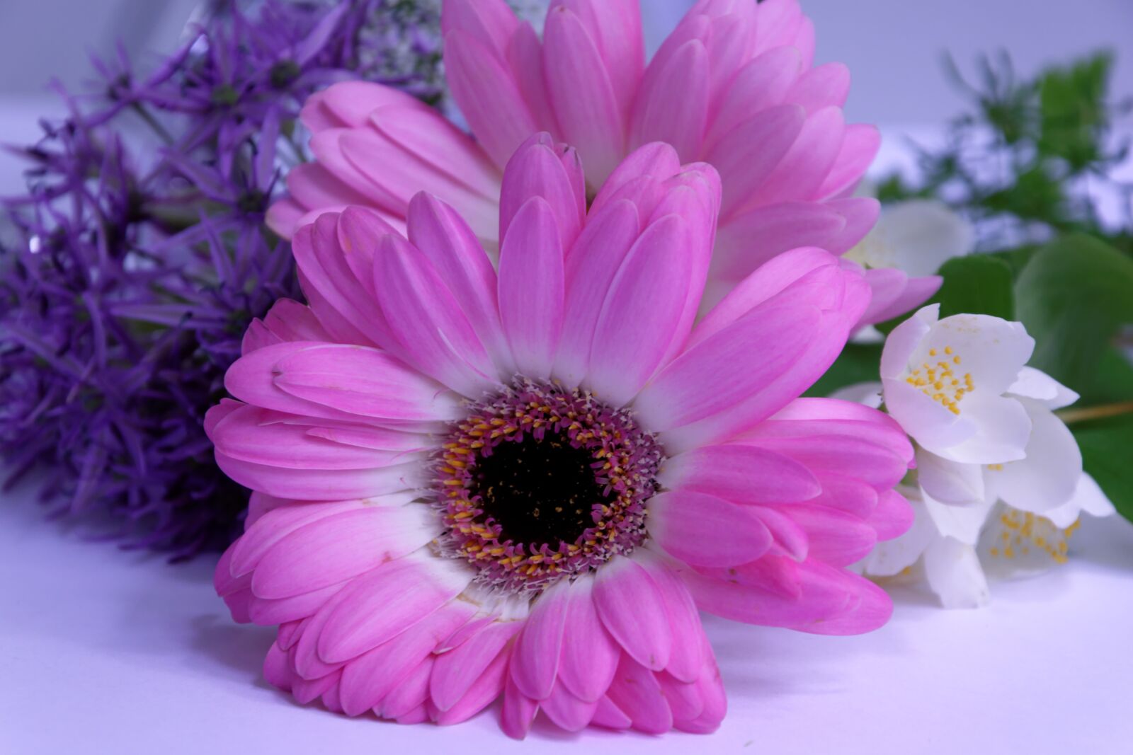 Nikon D5300 sample photo. Gerbera, flower, flowers photography