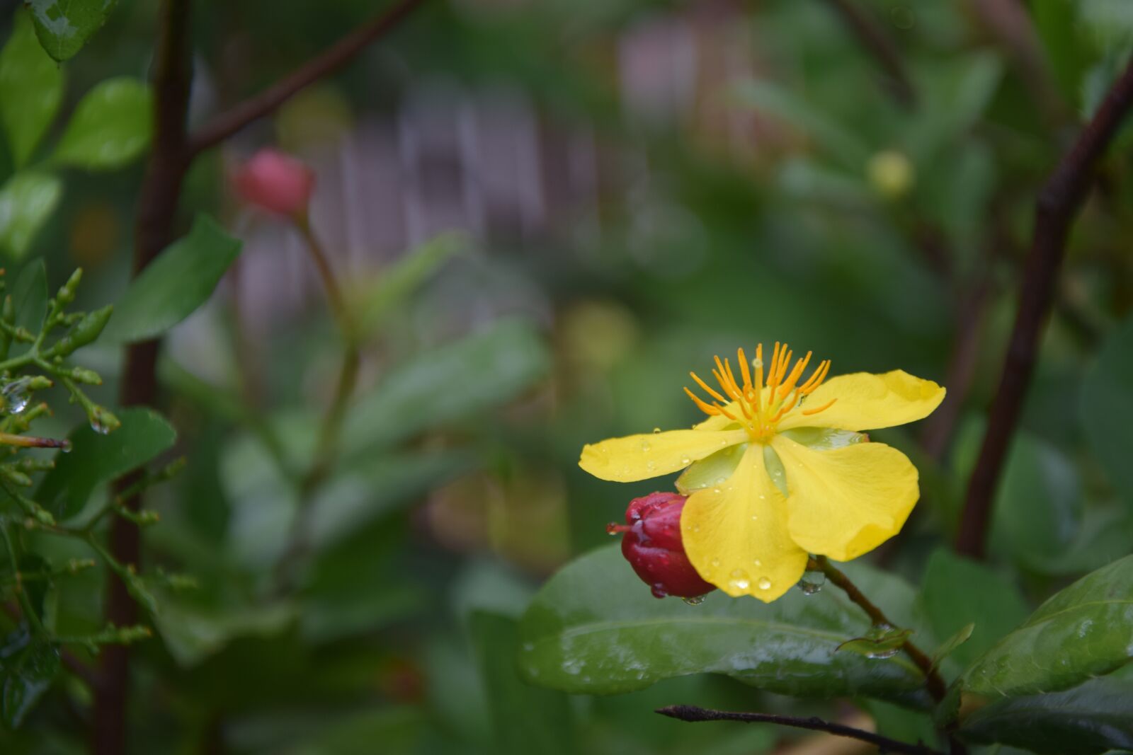 Nikon D3300 sample photo. Ochna, integerrima, beautiful photography