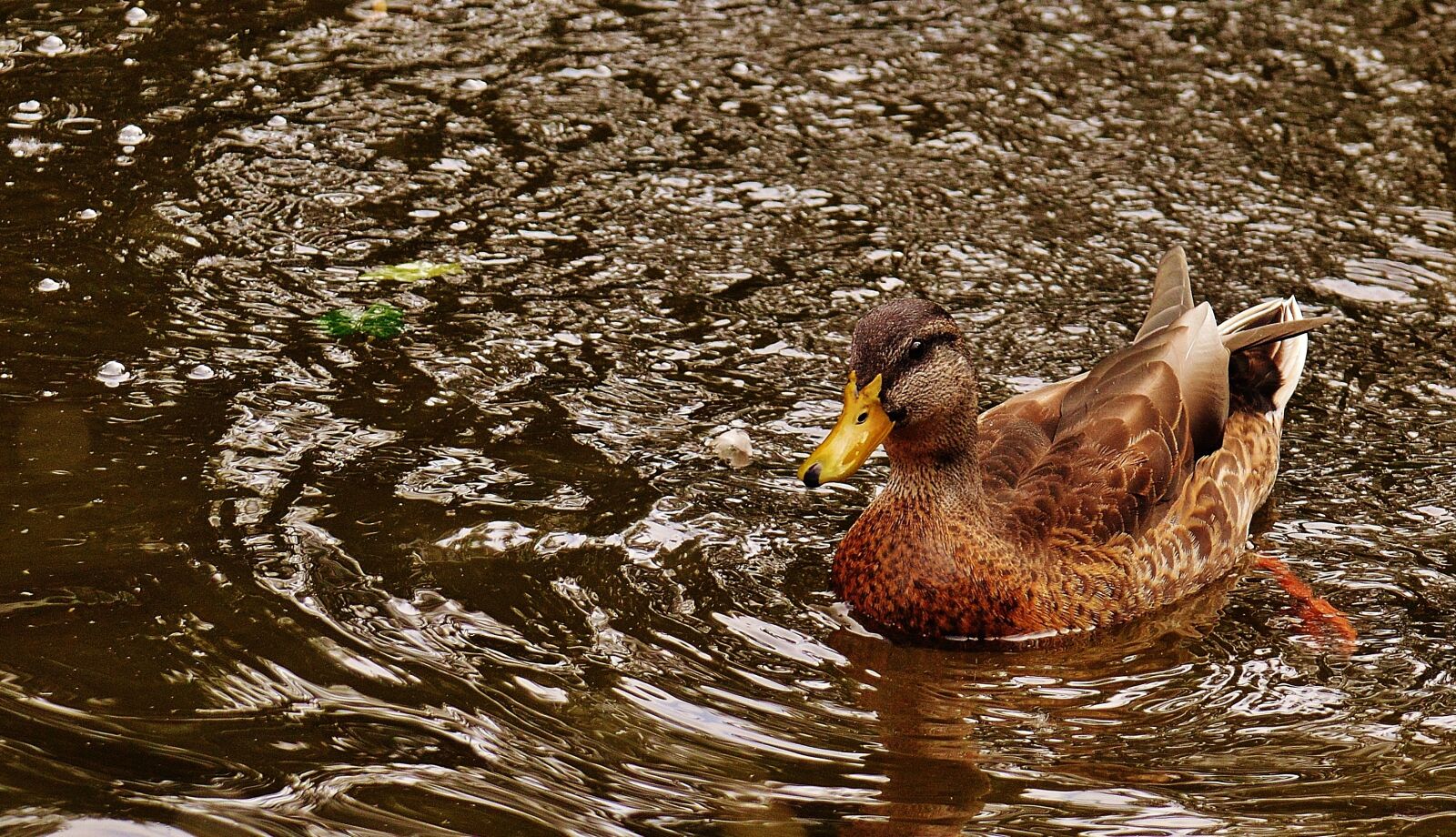 Nikon D3200 sample photo. Duck, water bird, poultry photography