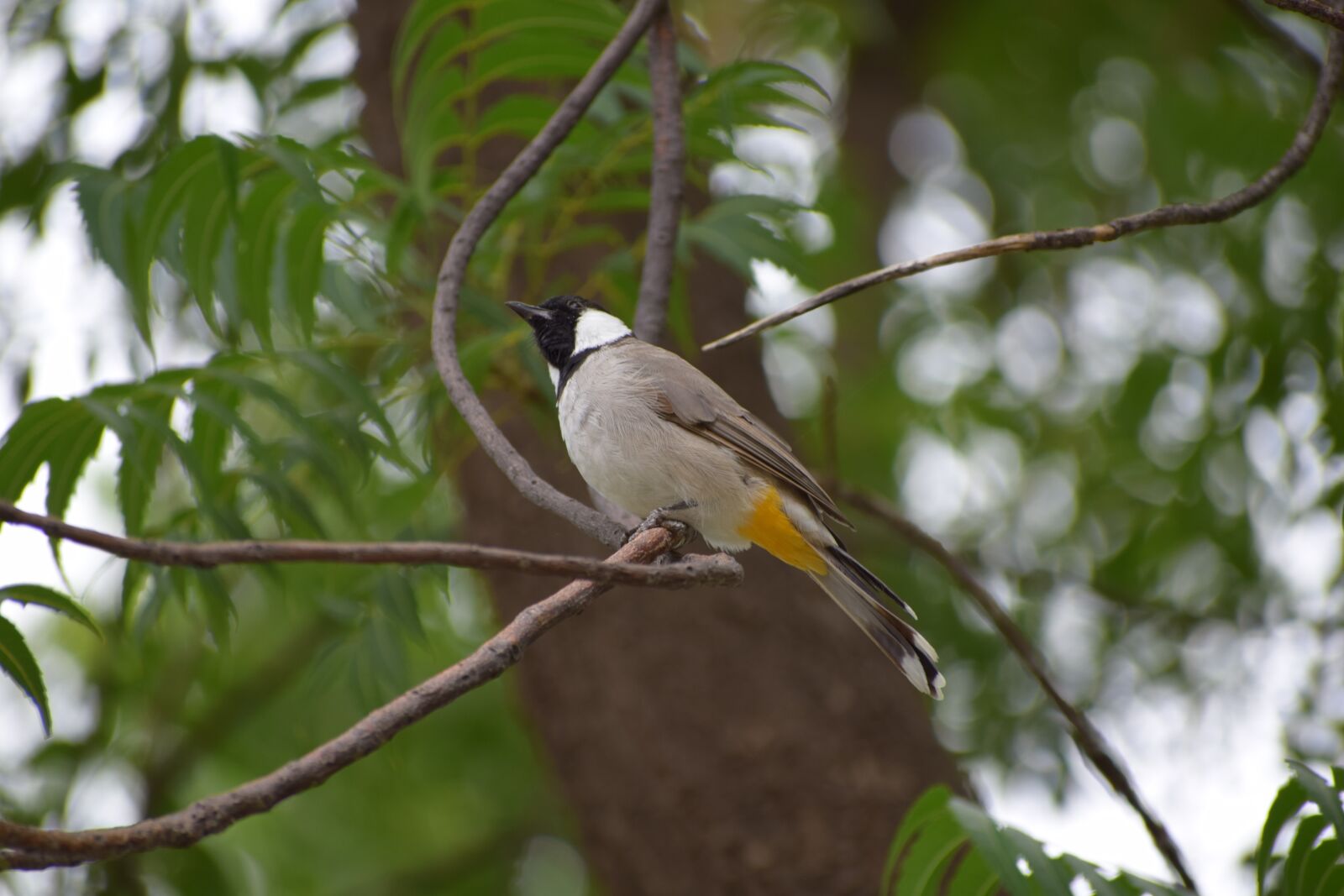 Nikon D3300 sample photo. Nature, bird, tree photography