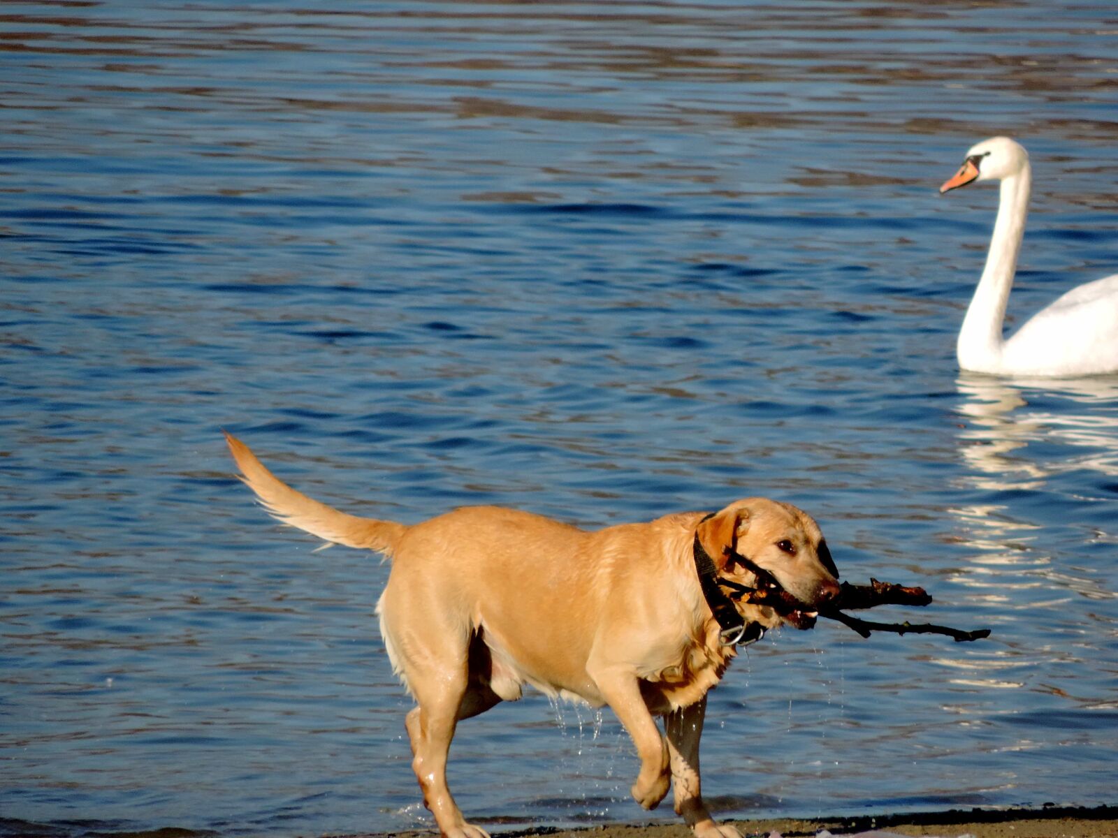 Nikon Coolpix P520 sample photo. Hunting dog, swan, animal photography