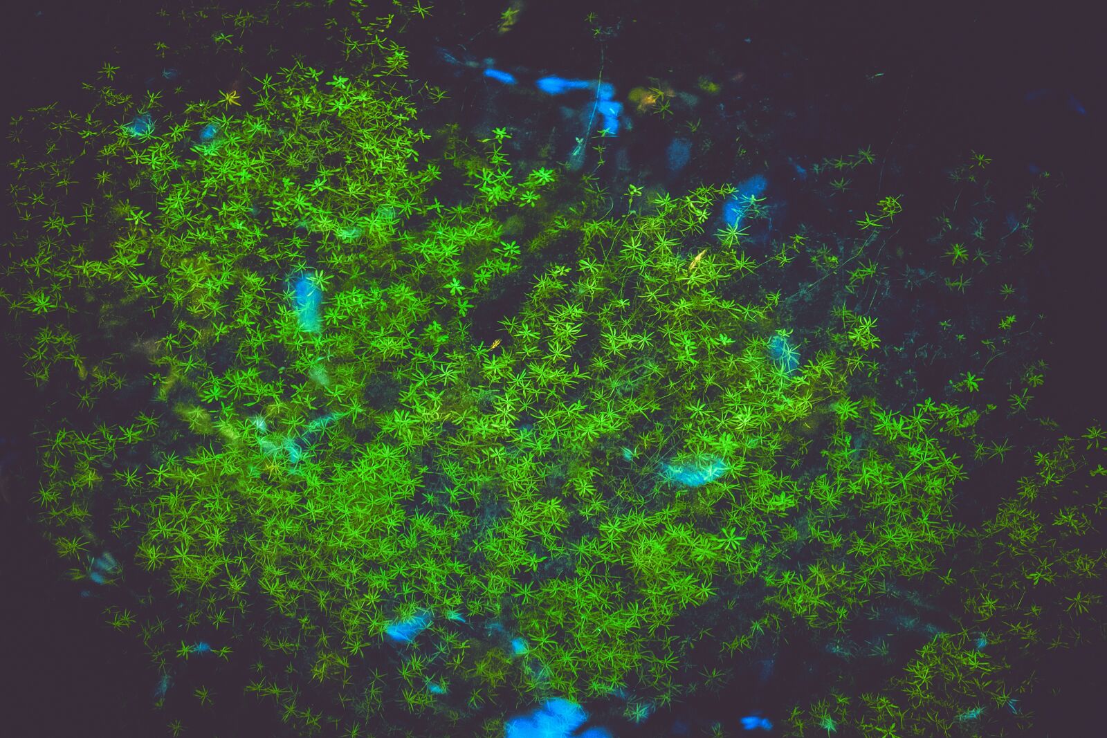 Fujifilm XF 55-200mm F3.5-4.8 R LM OIS sample photo. Waterweed, plant, under water photography