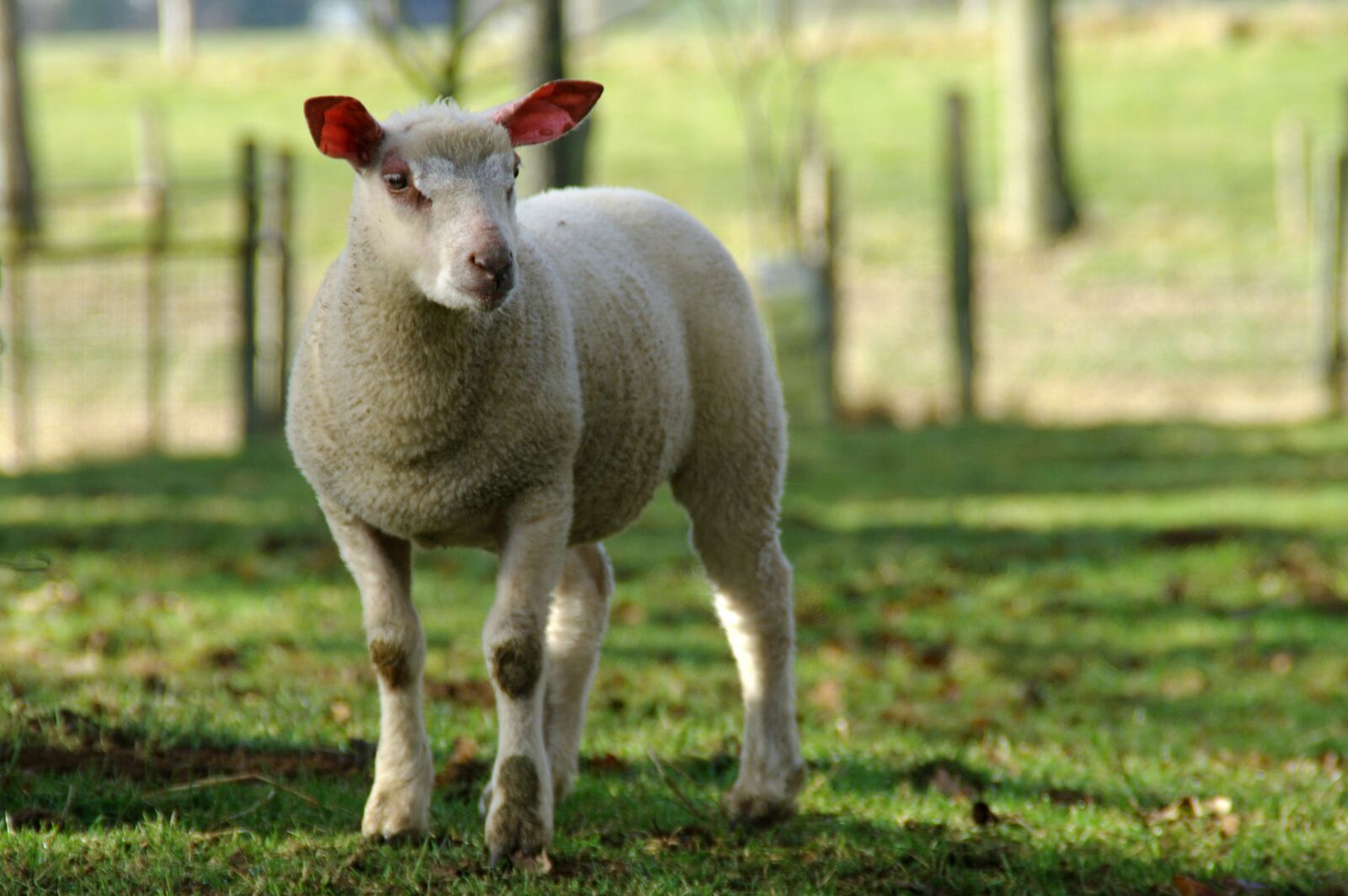 Pentax K20D sample photo. Lamb, sheep, nature photography