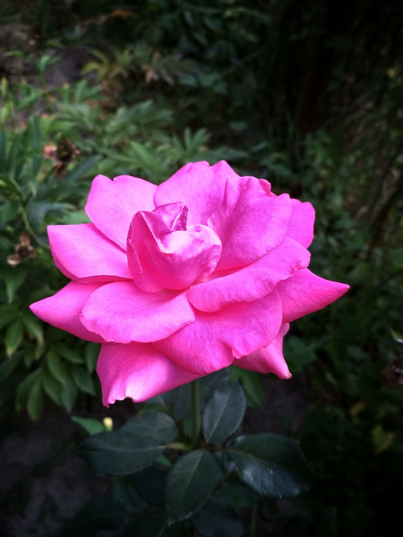 Xiaomi Redmi 4X sample photo. Rose, nature, flower photography