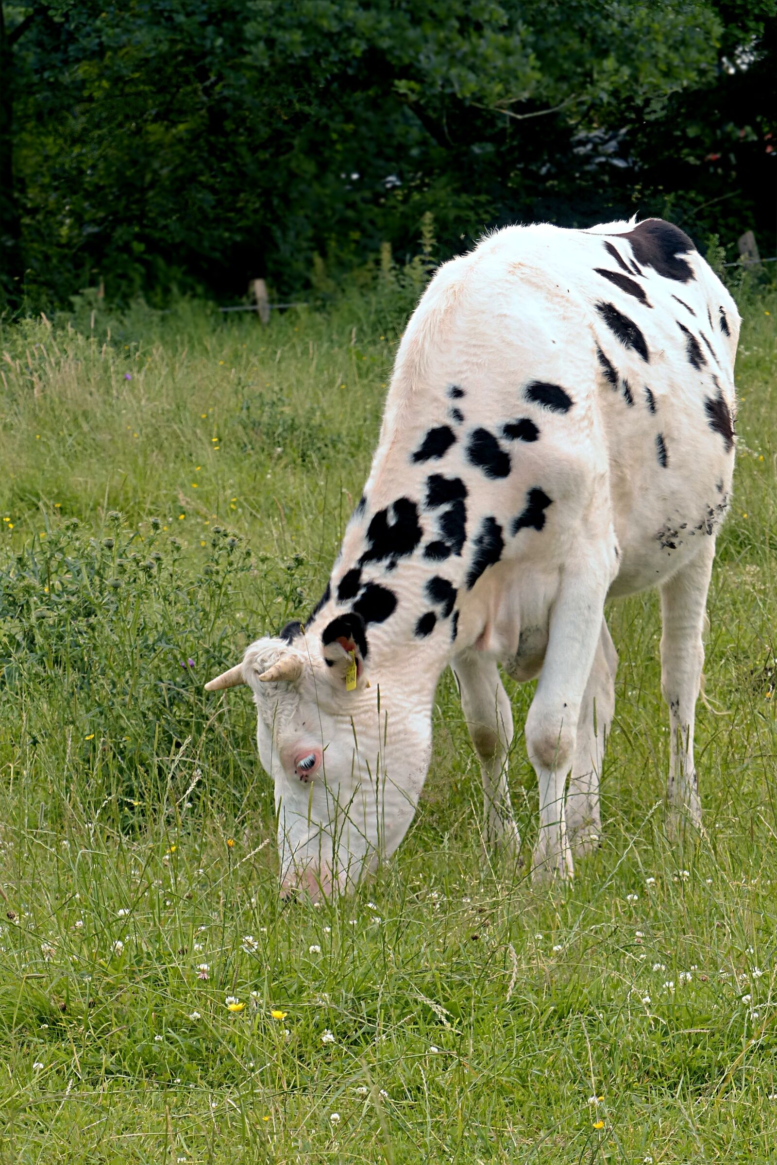 Panasonic Lumix DMC-FZ200 sample photo. Animal, beef, calf photography
