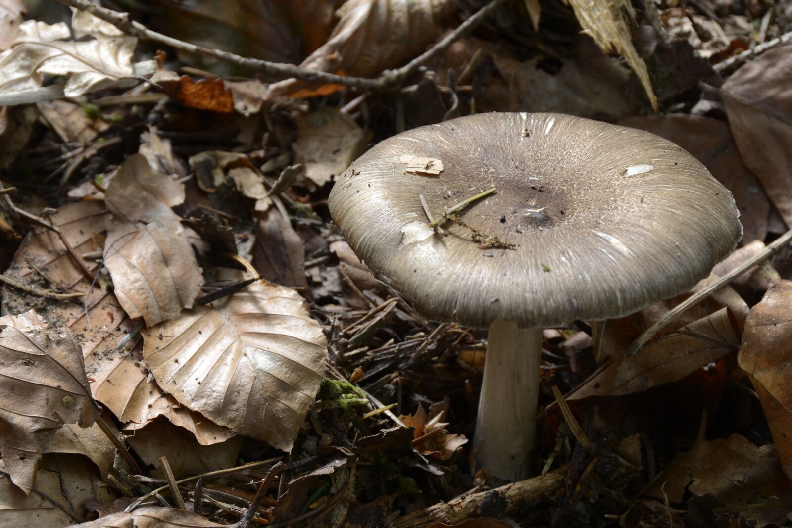 Nikon D7100 sample photo. Mushroom, agaric, forest mushroom photography