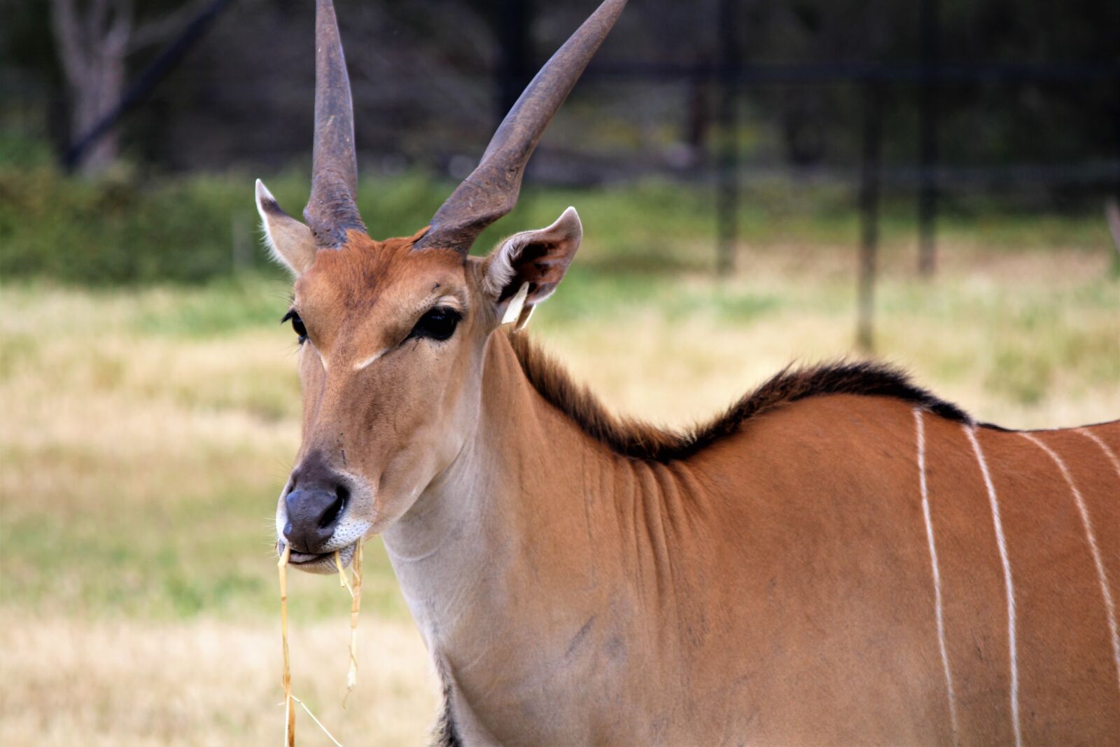 Canon EOS 700D (EOS Rebel T5i / EOS Kiss X7i) sample photo. Deer, zoo, animal photography