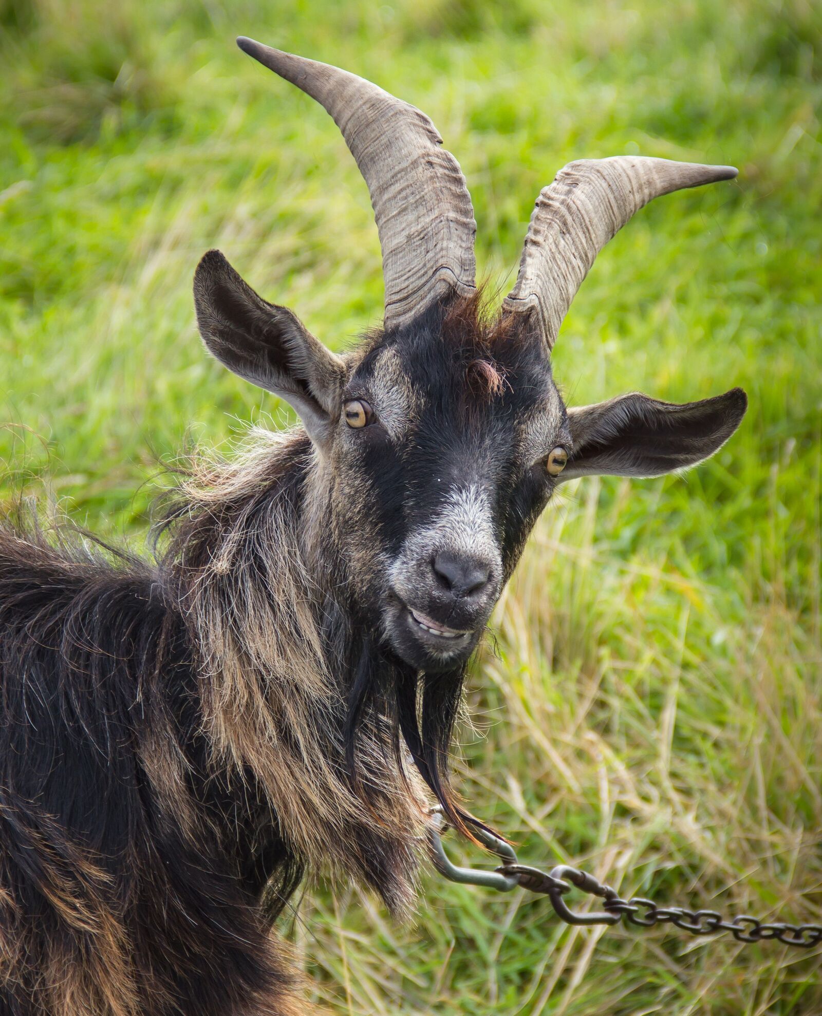 Canon EOS 550D (EOS Rebel T2i / EOS Kiss X4) sample photo. Goat, animal, mammal photography