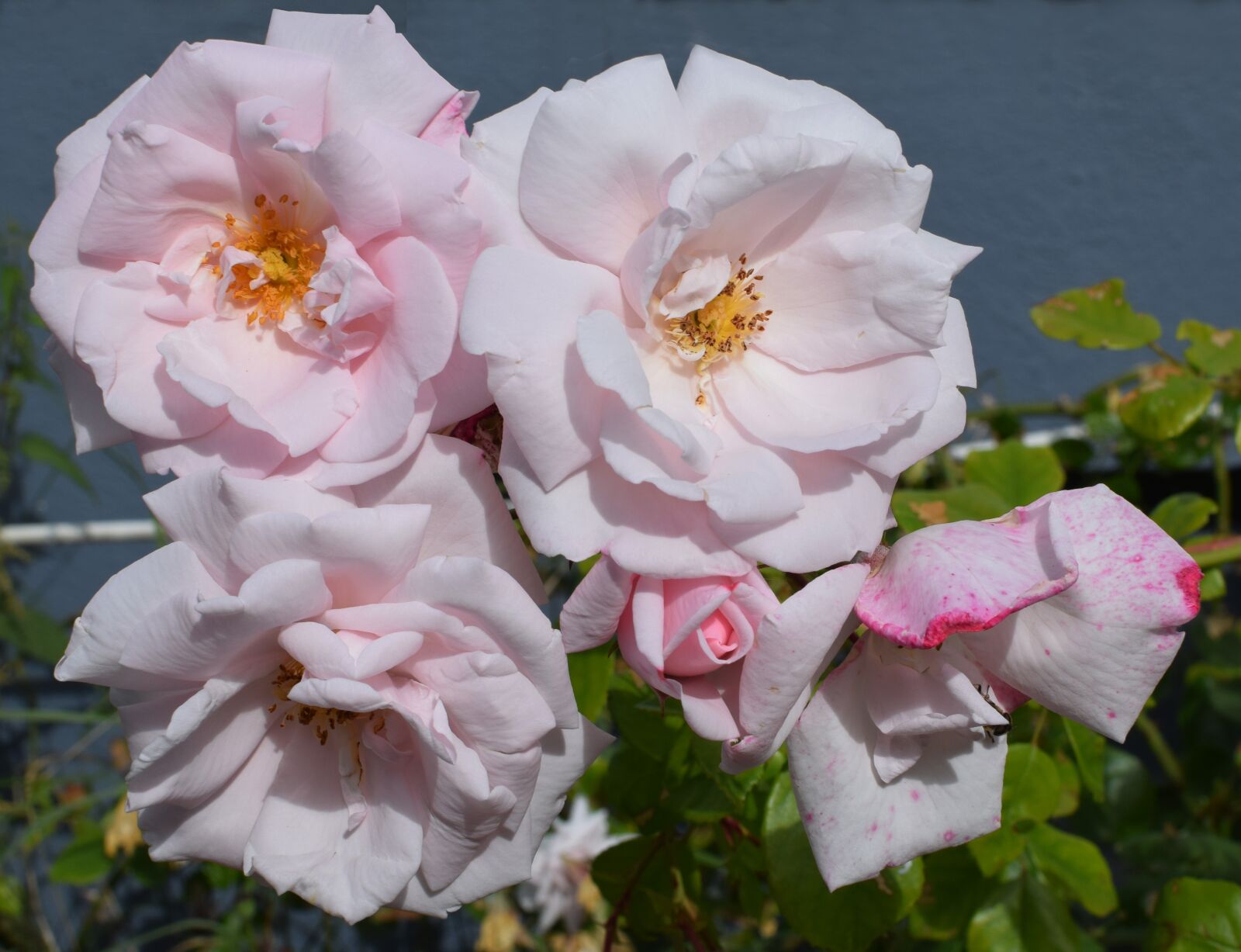 Nikon D5300 sample photo. Roses, ros, flower photography