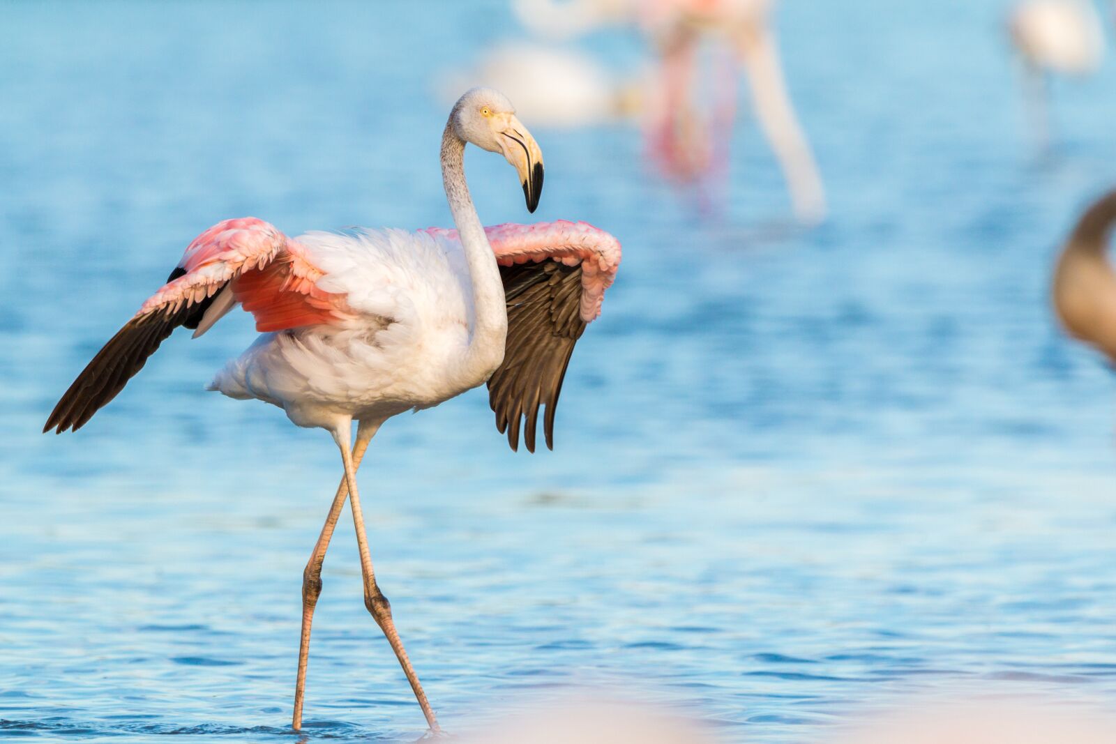 150-600mm F5-6.3 DG OS HSM | Contemporary 015 sample photo. Flamingo, flamingos, france photography
