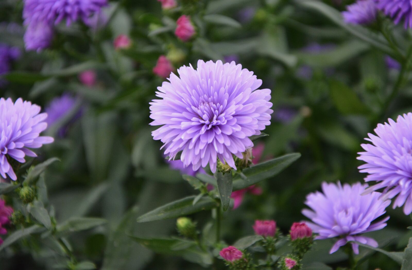 Nikon D5200 sample photo. Flowers, purple flower, aster photography
