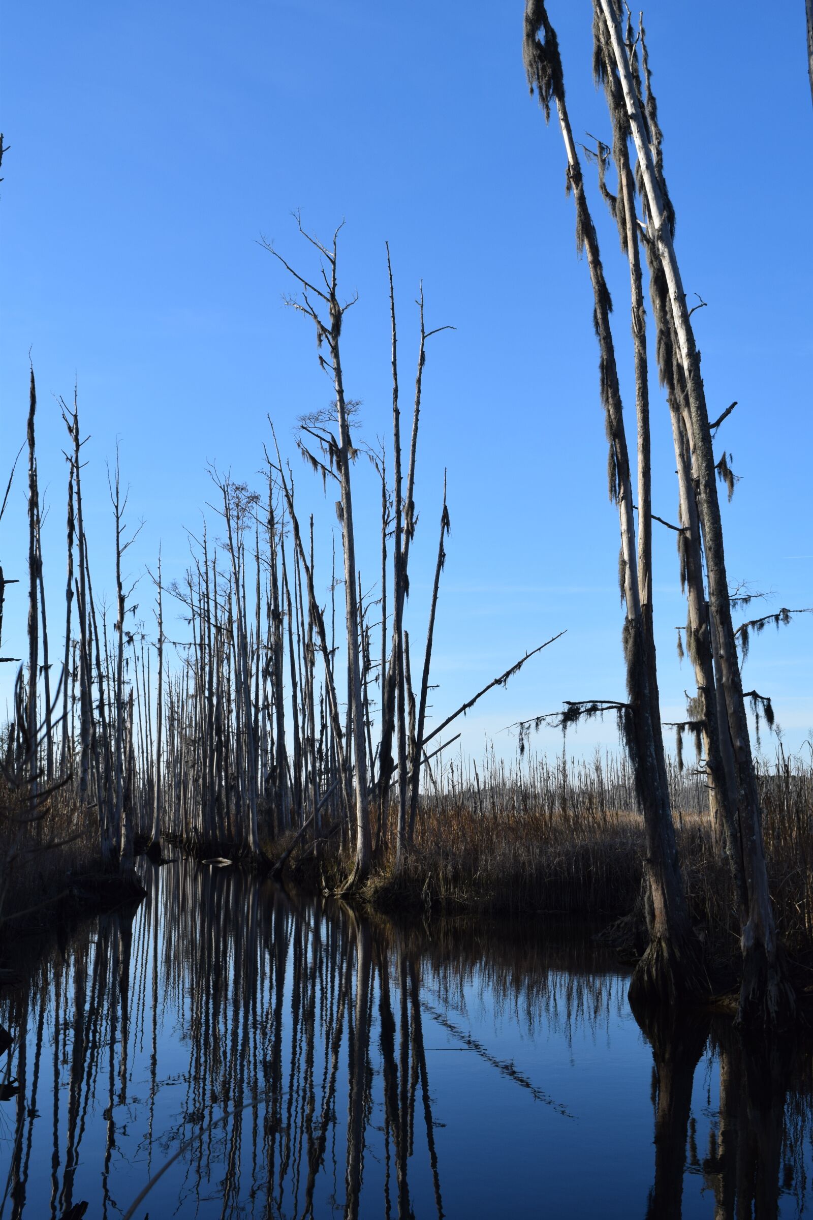 Nikon D3300 sample photo. Ghost trees, trees, river photography