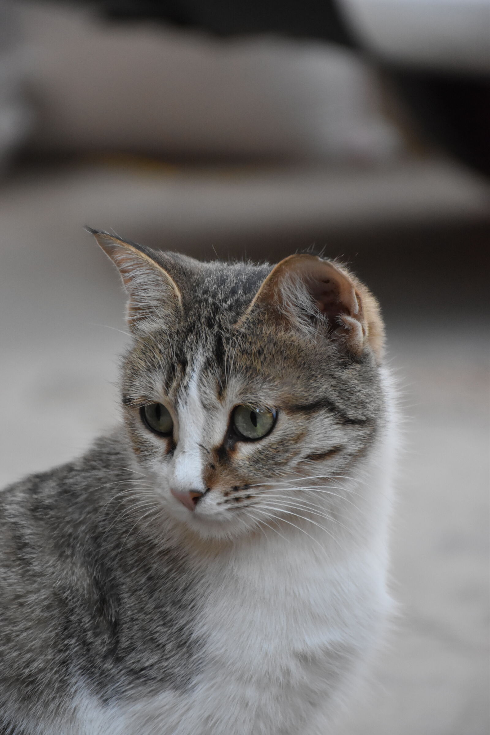 Nikon D5600 sample photo