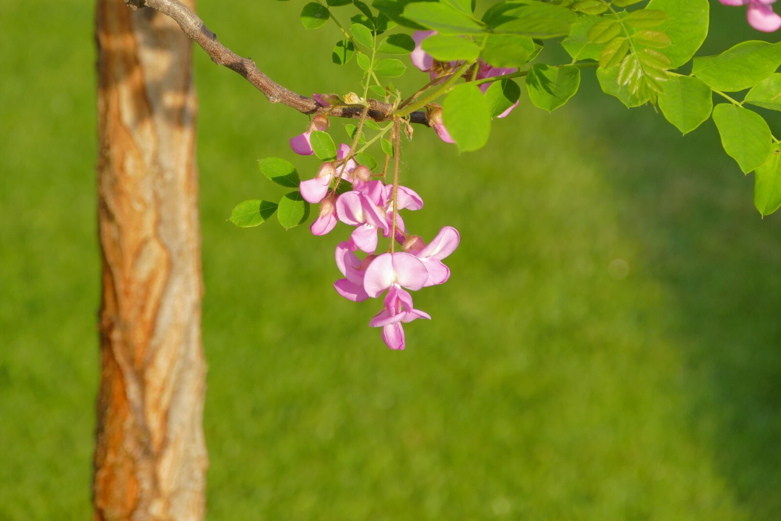 Panasonic Lumix DMC-FZ1000 sample photo. Acacia, pink, tribe photography
