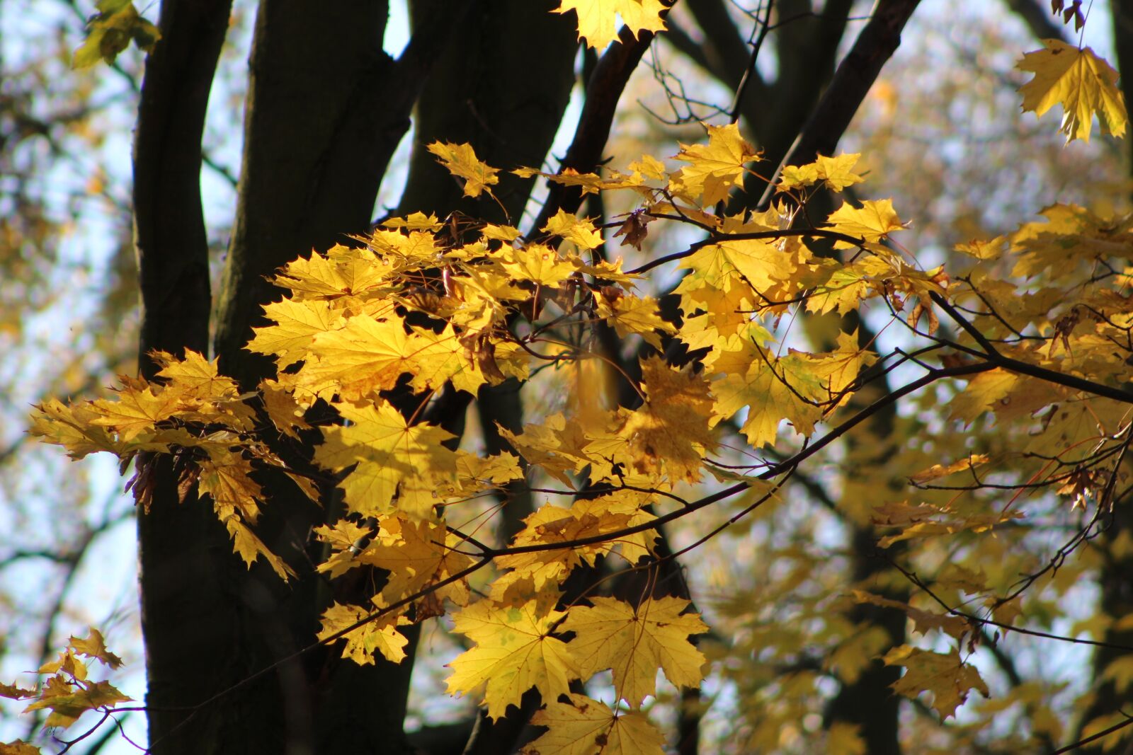 Canon EOS 4000D (EOS Rebel T100 / EOS 3000D) sample photo. Nature, plants, autumn photography