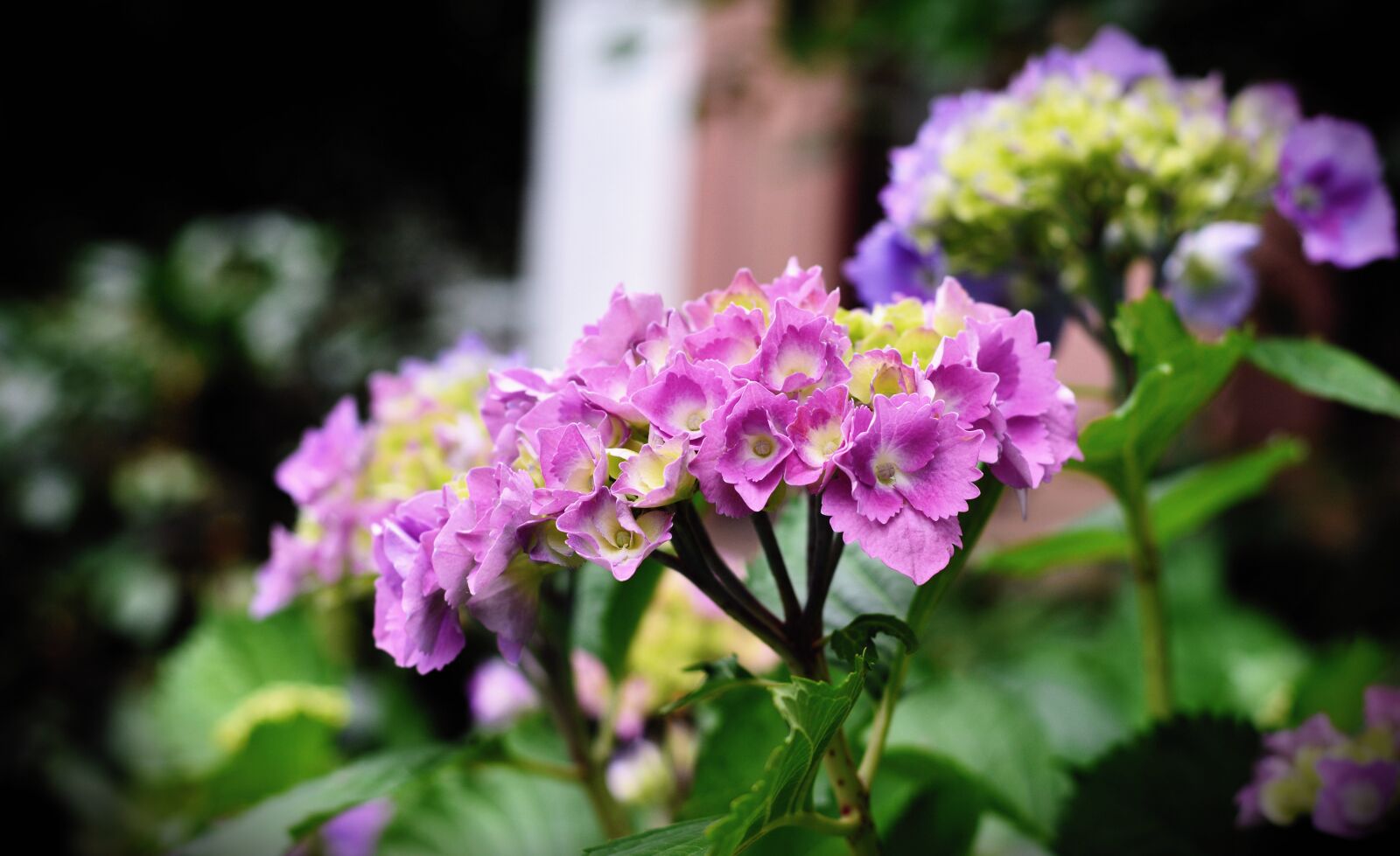 Nikon D5200 sample photo. Hydrangea, hydrangea flower, flower photography