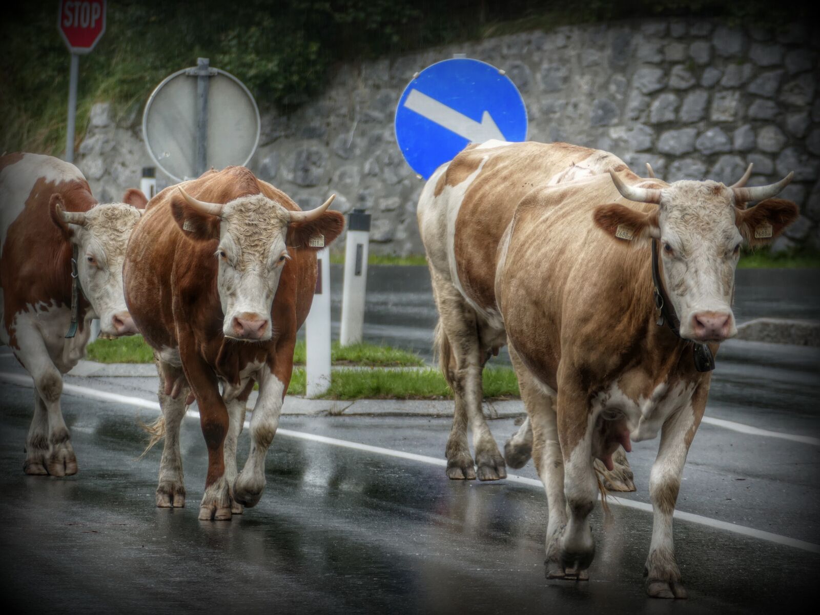 Panasonic Lumix DMC-FZ1000 sample photo. Cows, road, cow photography