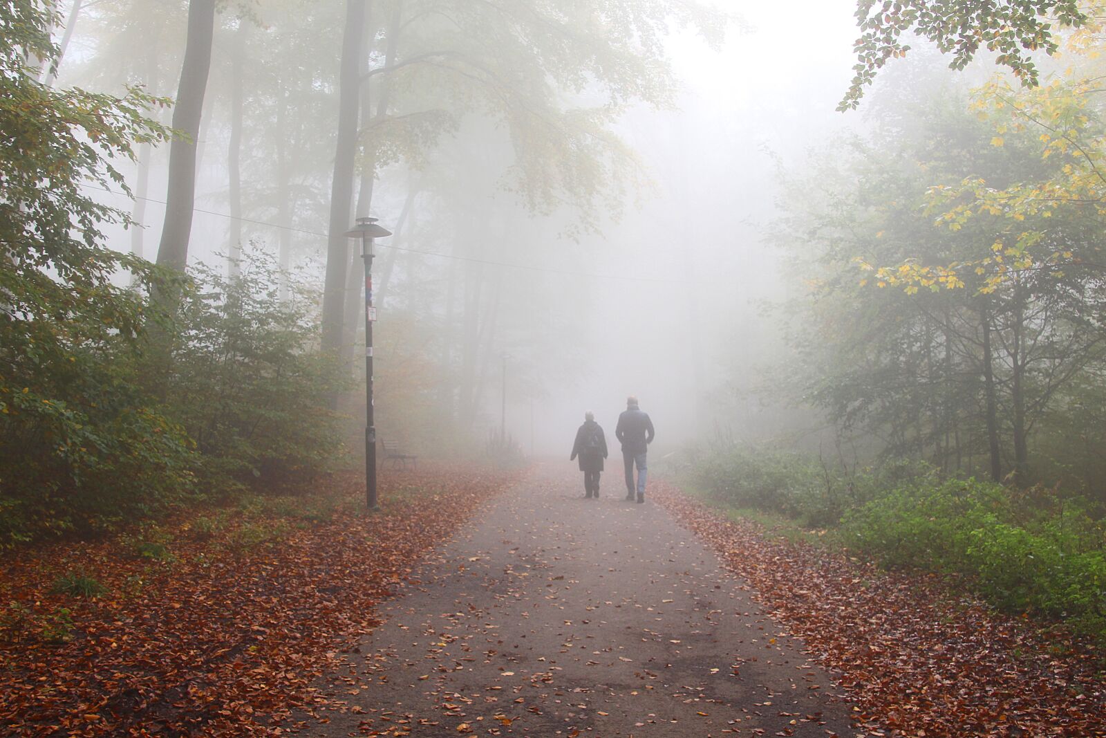 Canon EOS 700D (EOS Rebel T5i / EOS Kiss X7i) sample photo. Autumn forest, forest, wanderer photography