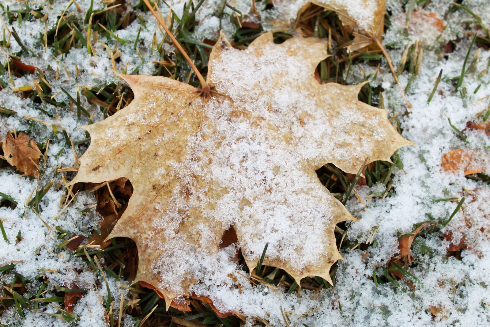 Canon EOS 1300D (EOS Rebel T6 / EOS Kiss X80) sample photo. Leaf, snow, winter photography