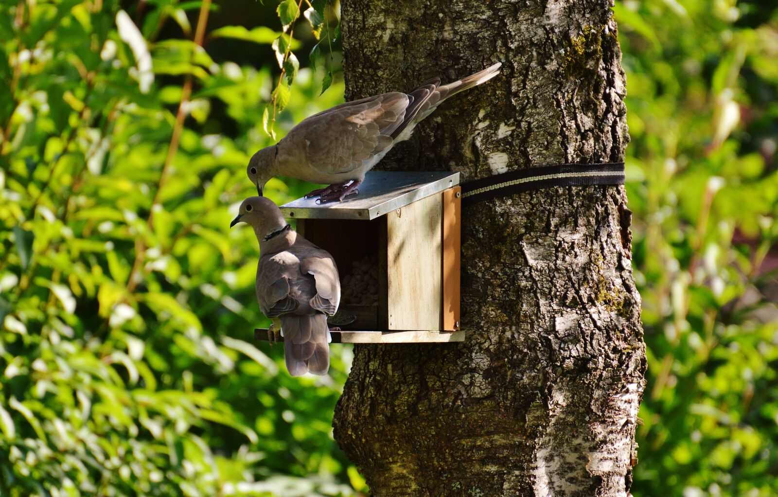 Nikon D3200 sample photo. Aviary, pigeons, birds photography