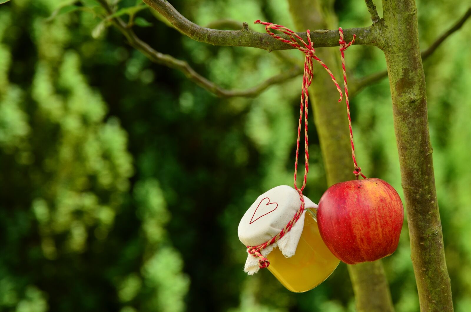 Nikon D5100 sample photo. Apple tree, apple, apple photography