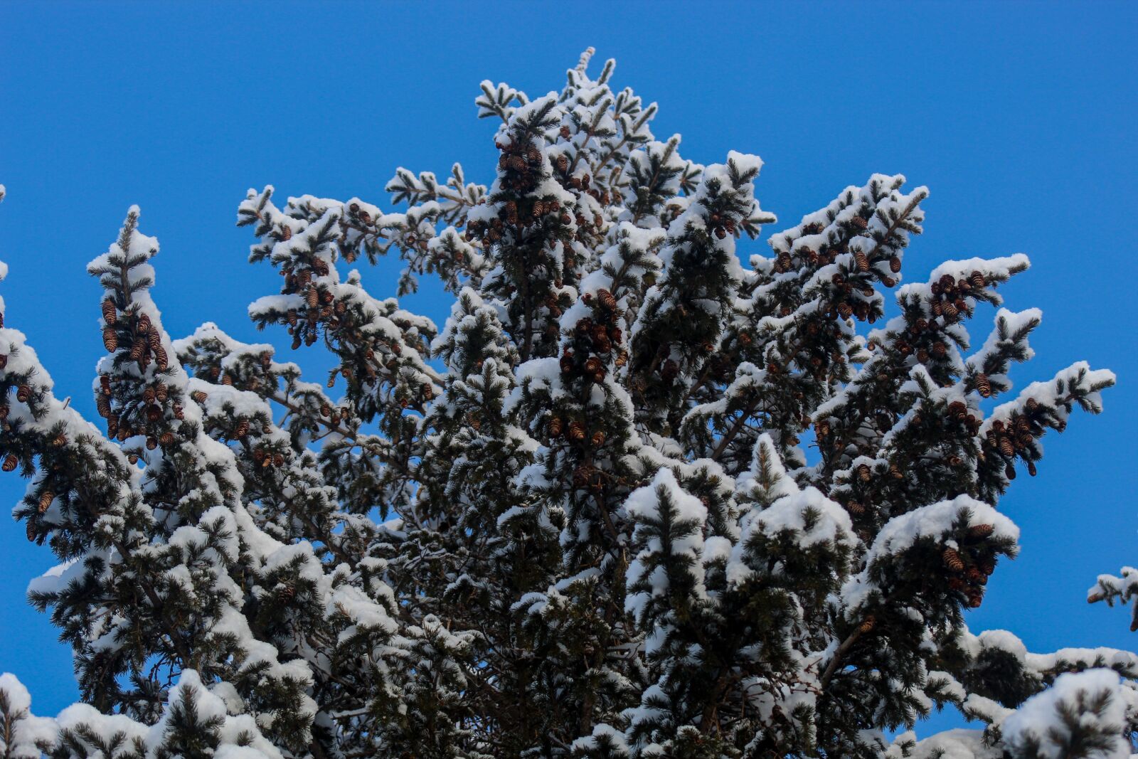 Canon EF 75-300mm f/4-5.6 USM sample photo. Snow, winter, spruce photography