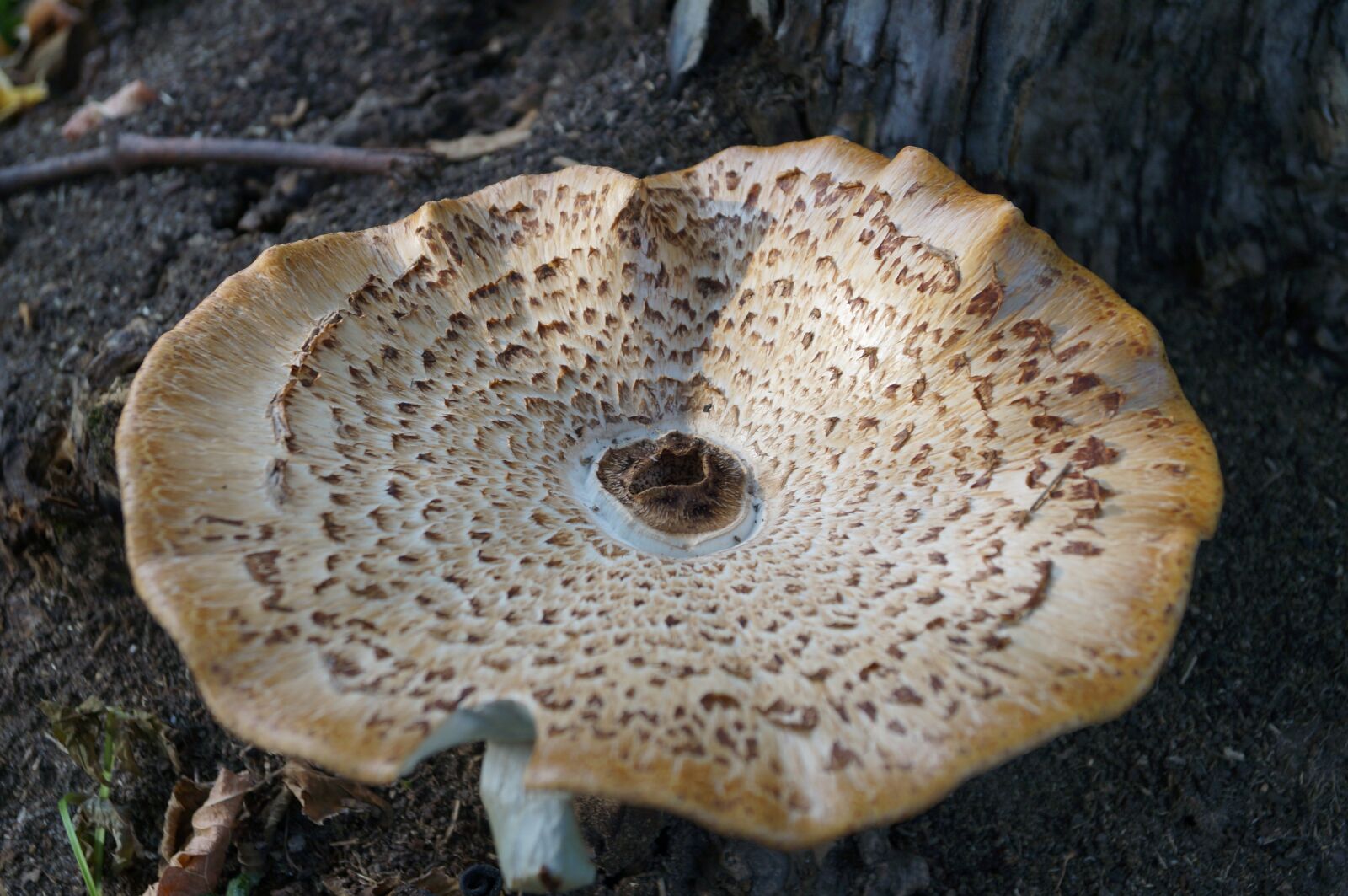 Sony SLT-A37 sample photo. Mushrooms, forest, tree fungus photography