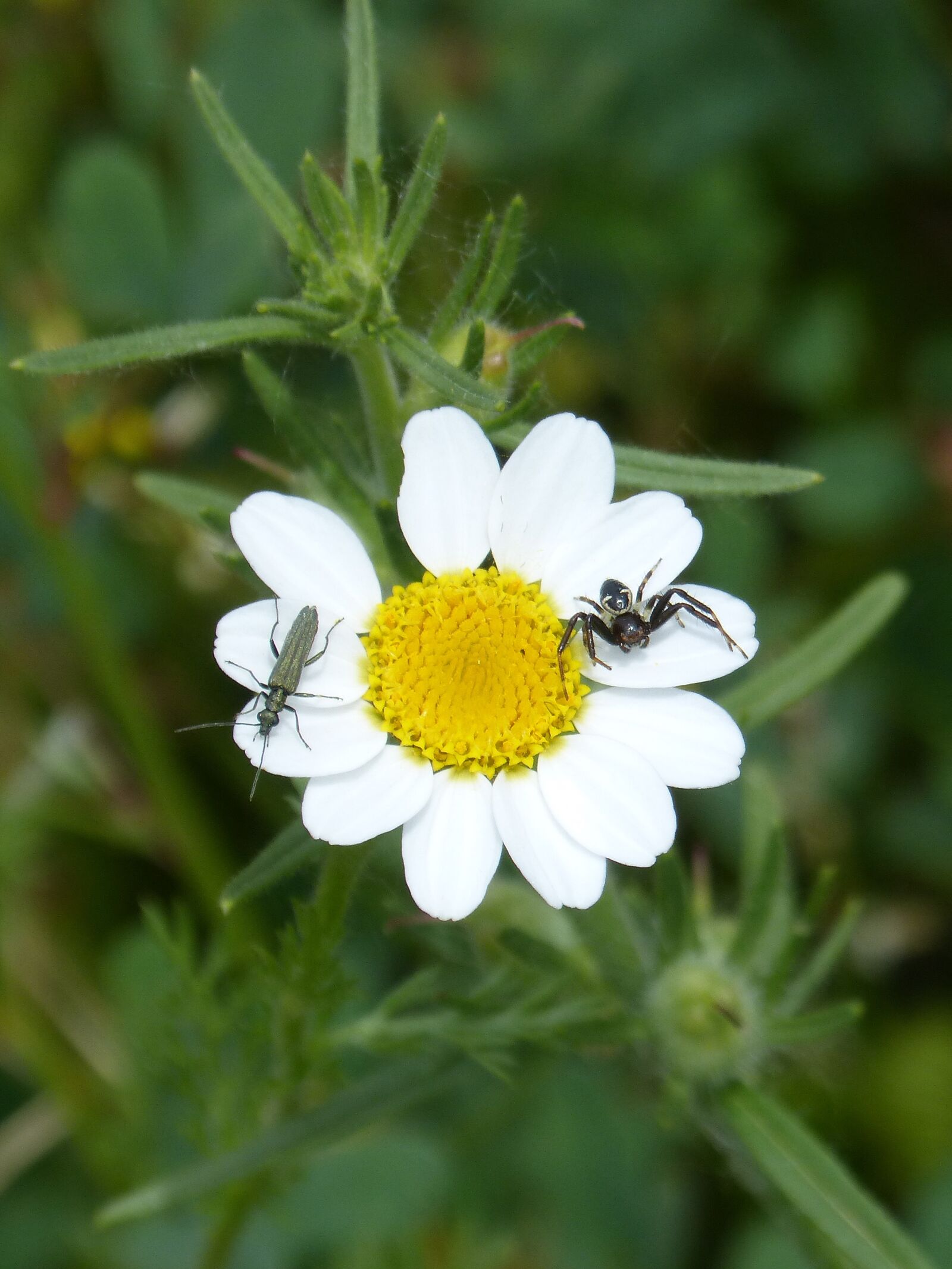 Panasonic DMC-FZ62 sample photo. Daisy, flower, insects photography