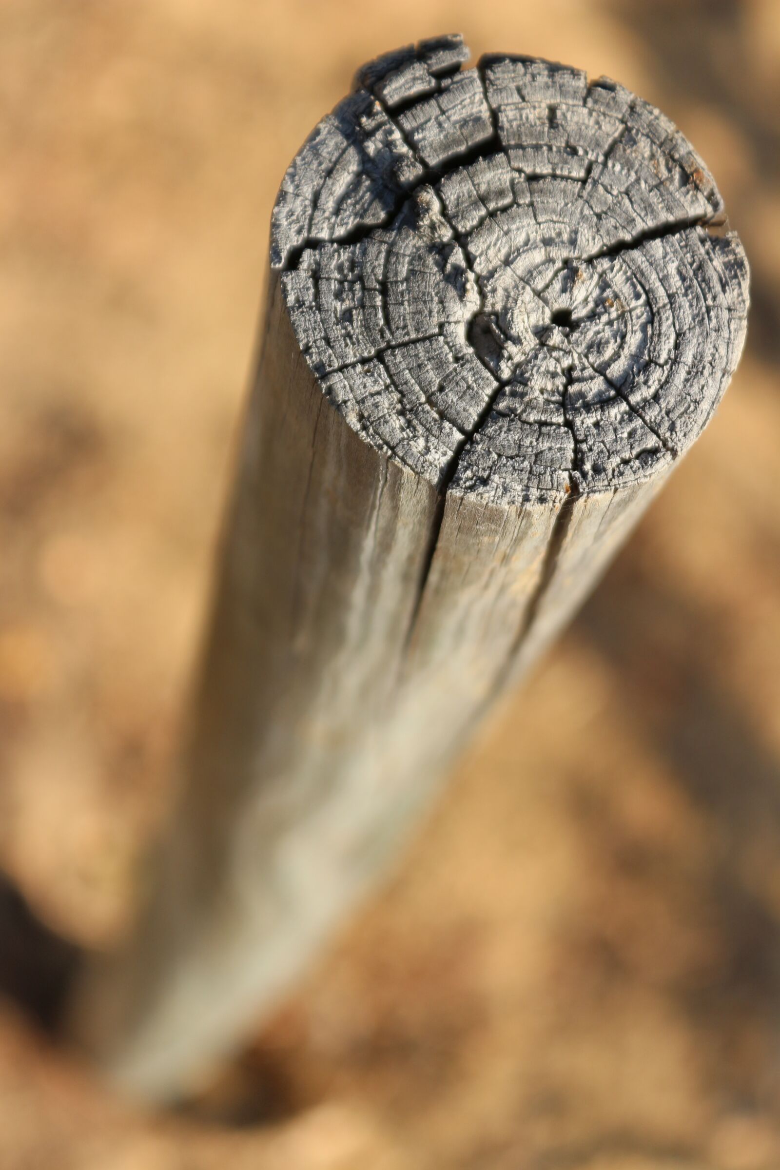 Canon EOS 650D (EOS Rebel T4i / EOS Kiss X6i) sample photo. Branch, palo, wood photography
