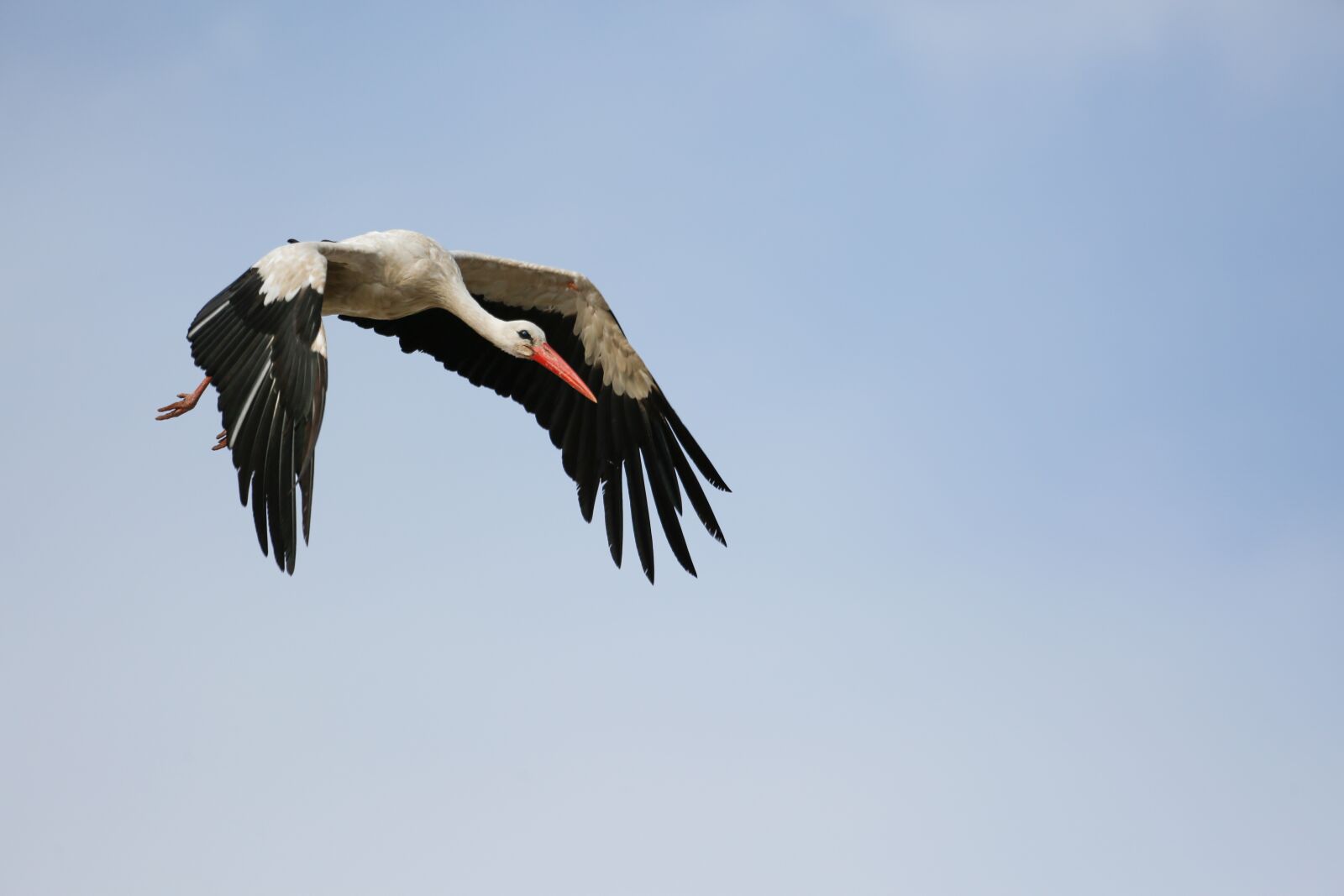 Canon EF 100-400mm F4.5-5.6L IS USM sample photo. Stork, flight, flying photography