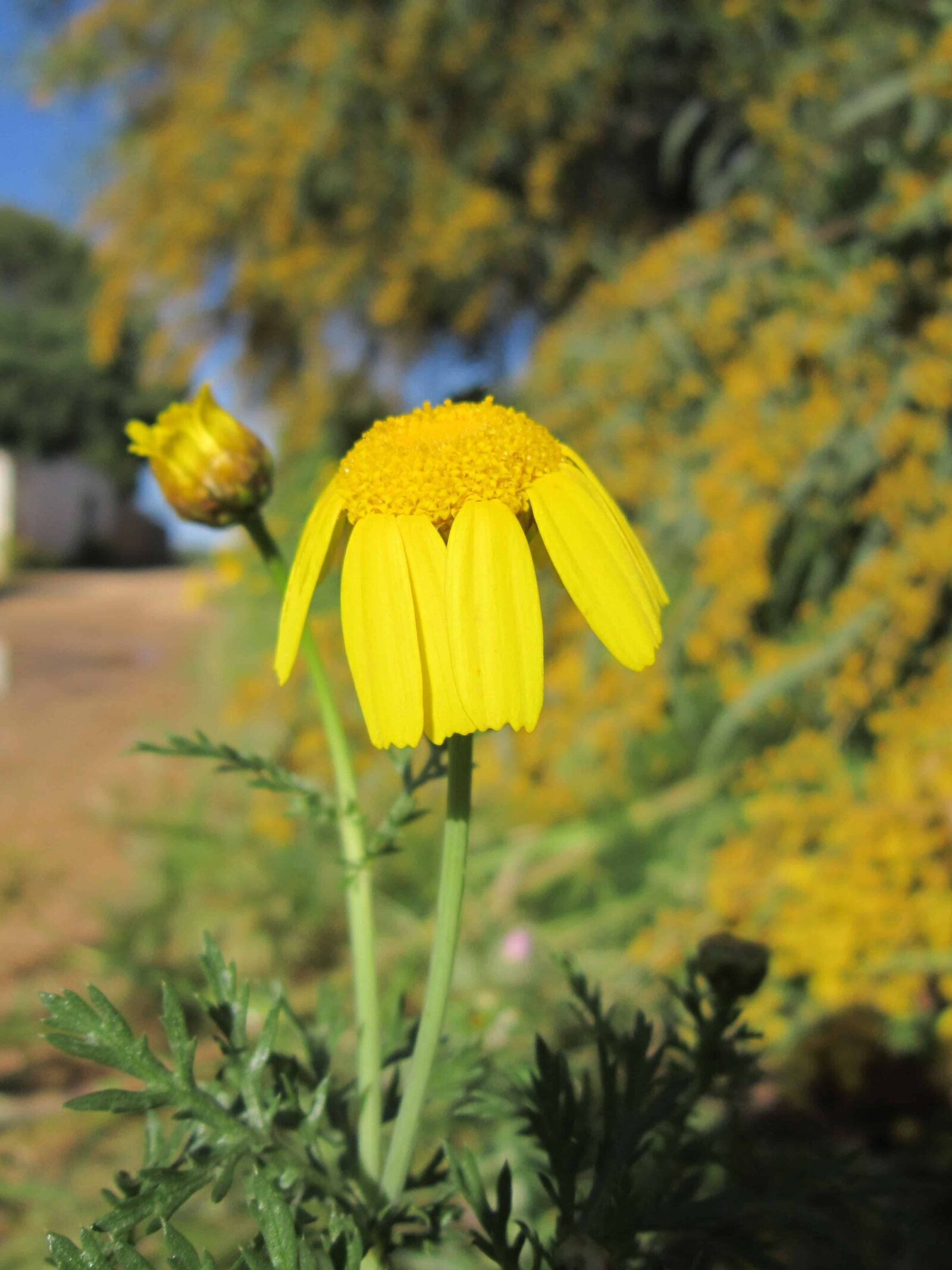 Canon PowerShot A3200 IS sample photo. Flora, wild flower, summer photography