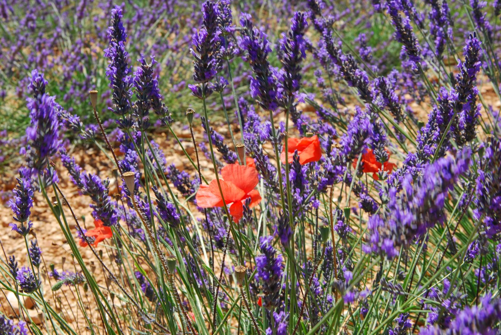 Nikon D80 sample photo. Lavender, provence, france photography