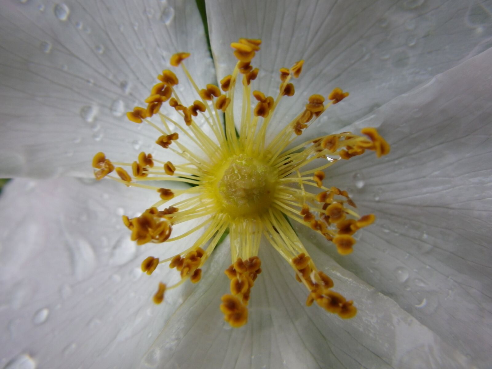 Pentax Optio W90 sample photo. Flower, macro, white photography