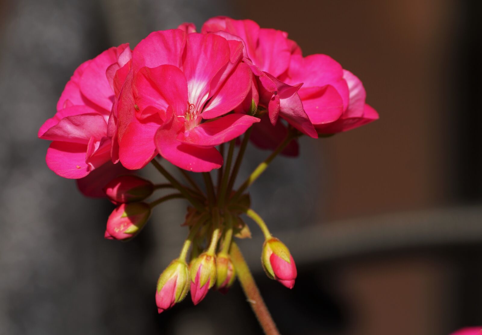 Sony SLT-A58 sample photo. Nutmeg, flower, pink photography