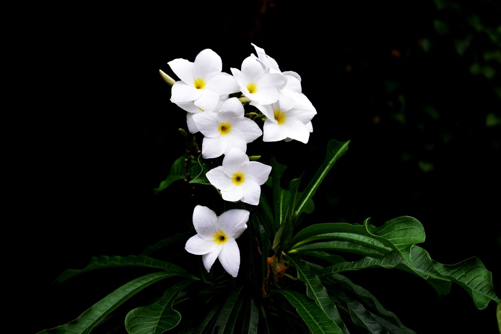 Nikon D5200 sample photo. Flower, in, white photography