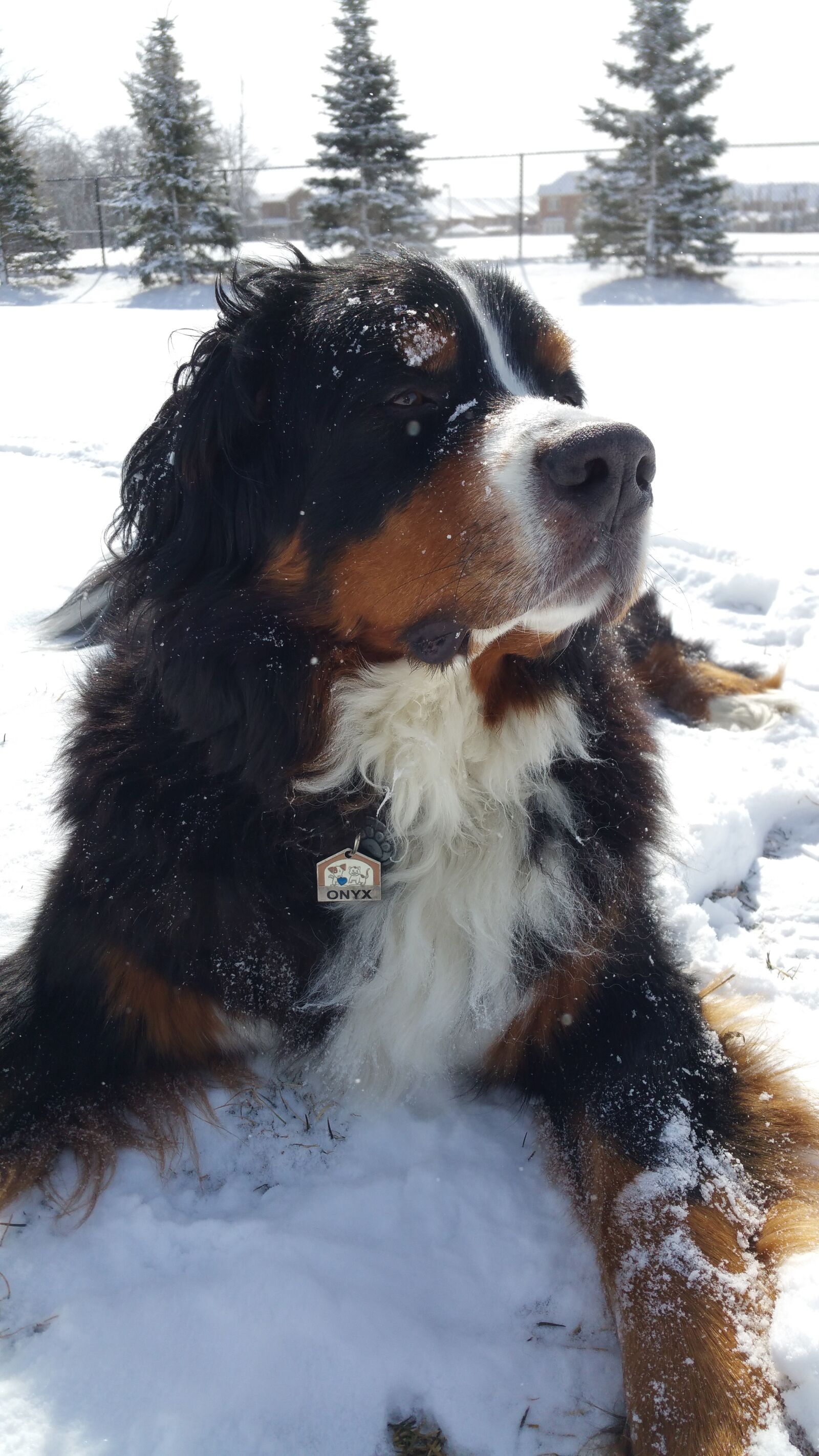 Samsung Galaxy Note4 sample photo. Bernese mountain dog, dog photography